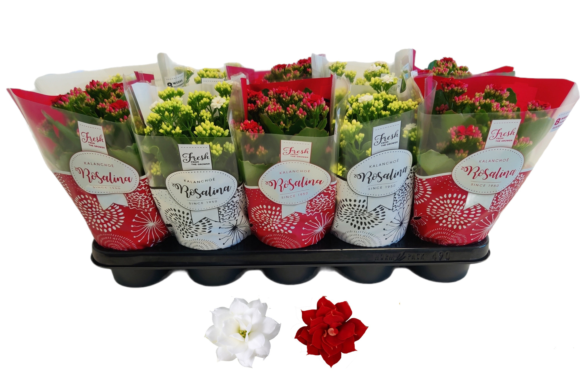 Kalanchoe Rosalina 12cm TST rood/wit, Hoes Kerst, D 12