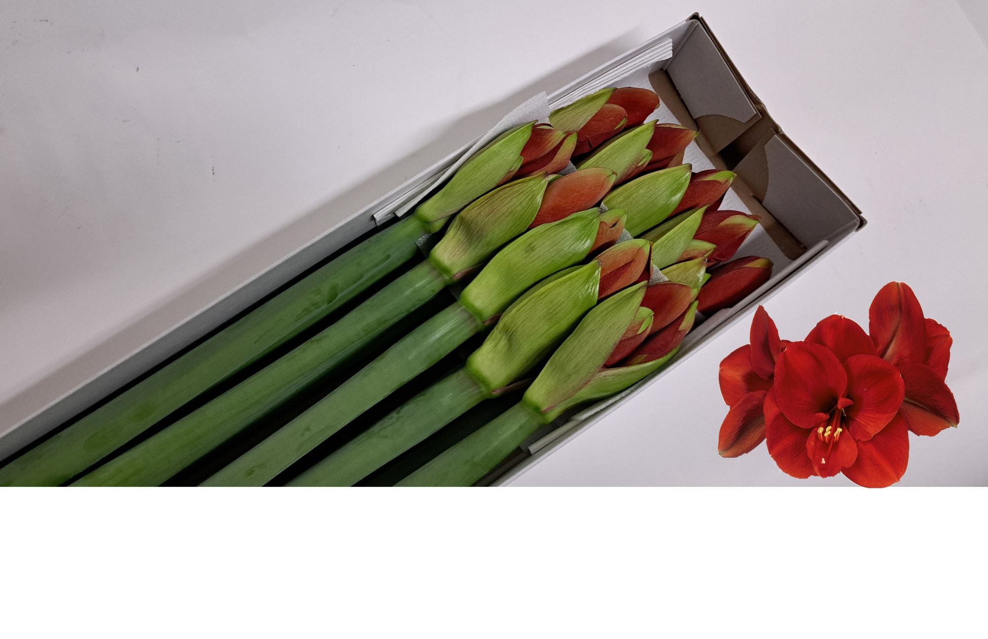 Амарилис Феррари (красн.) x10, шт.