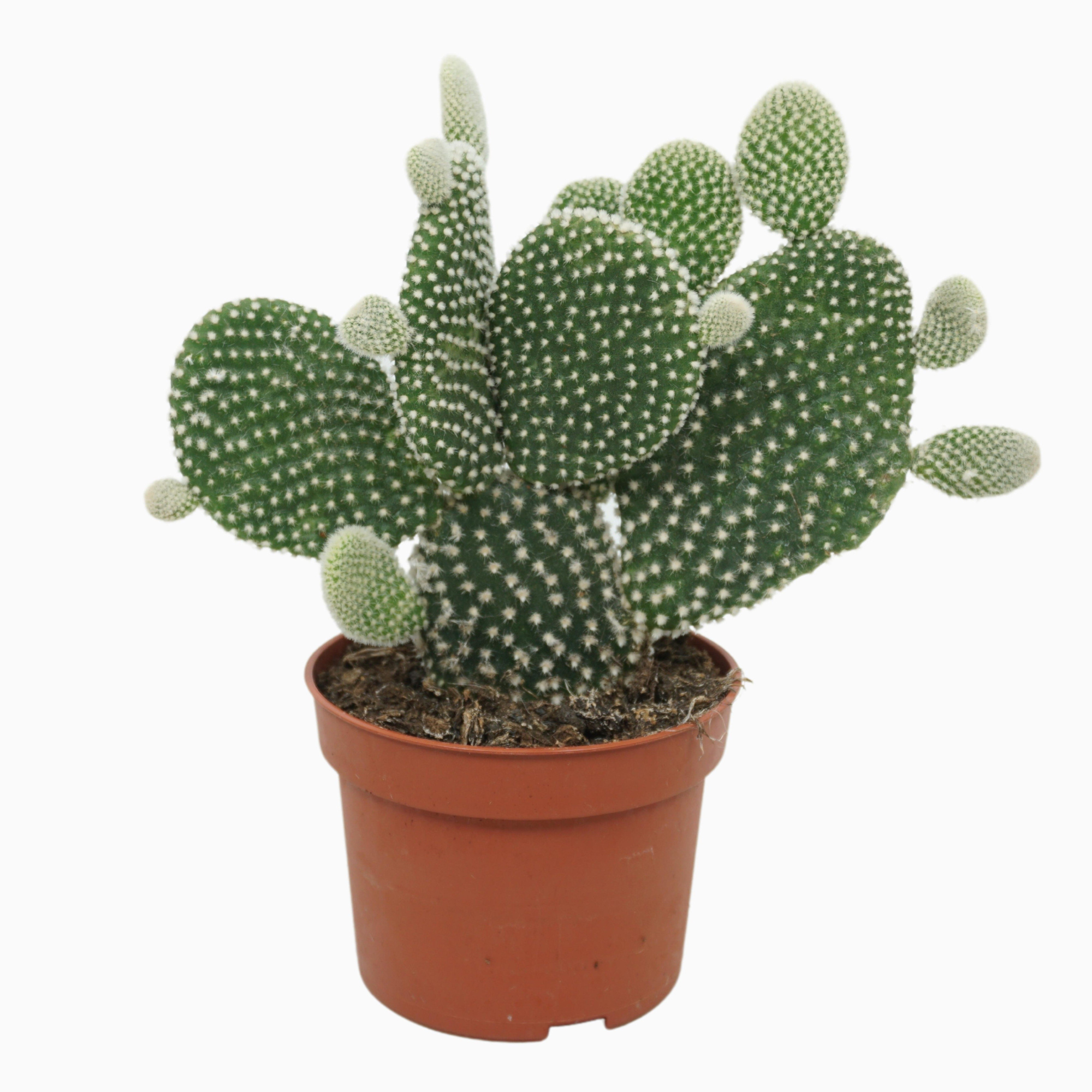 Opuntia microdasys 'Albispina' 10,5 cm, D 10,5 cm