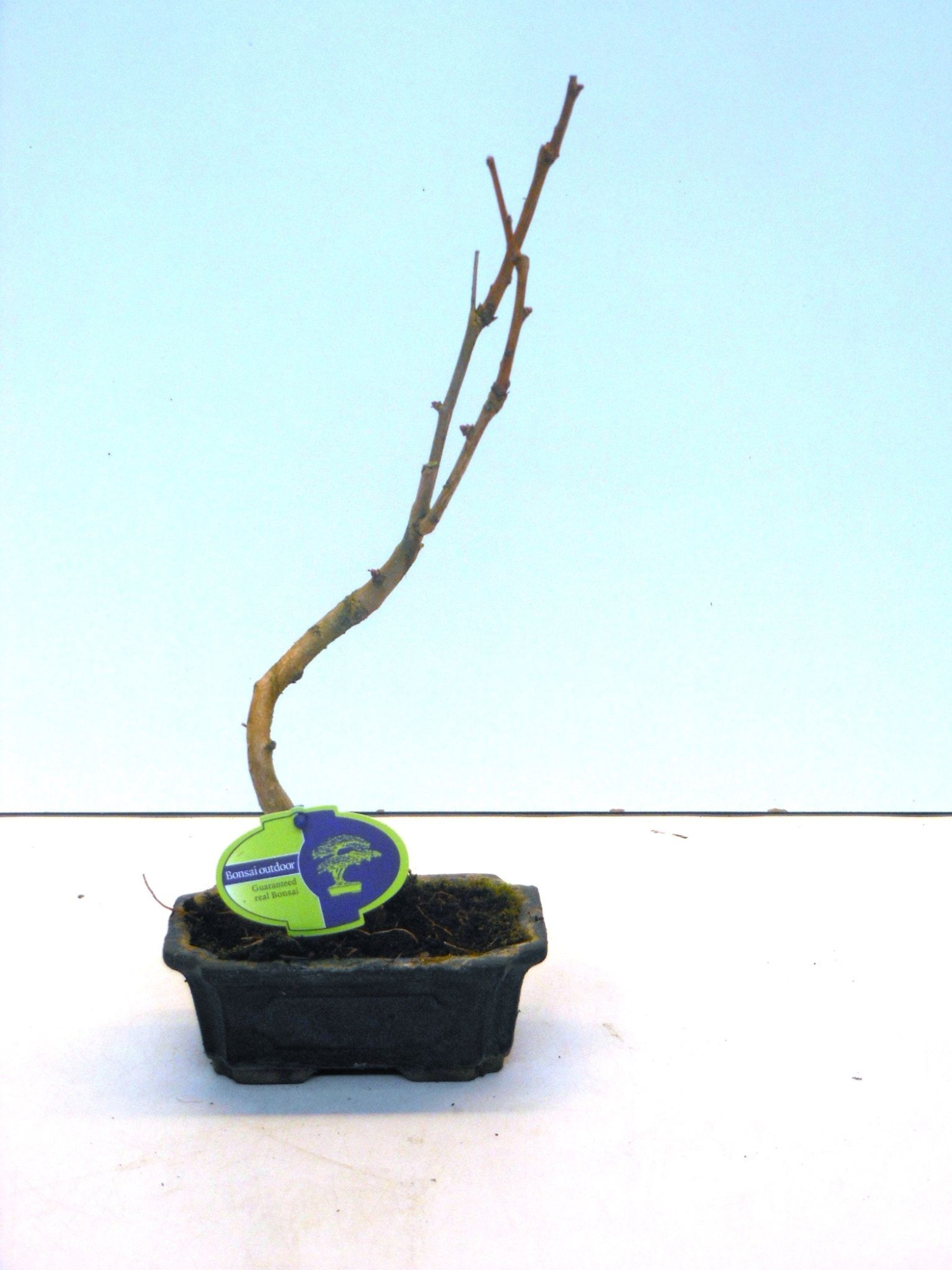 Ginkgo biloba shape with drip tray, D 15