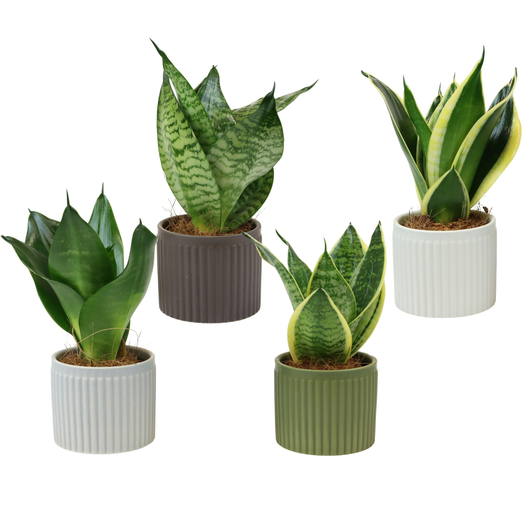 Line with Sansevieria hahni mix, D 6