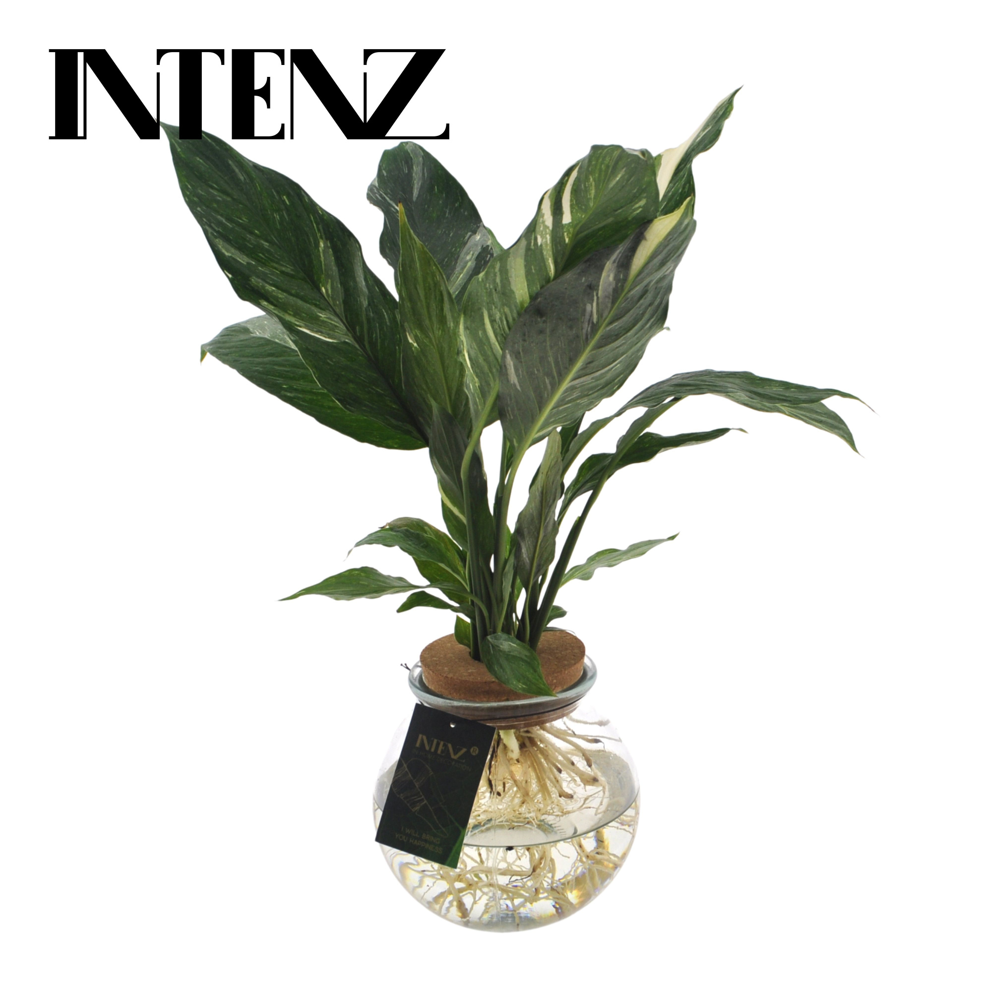 Spathiphyllum Diamond 12cm in Bolglas + Klikkurk - lvrtijd: 24 u, D 12 cm