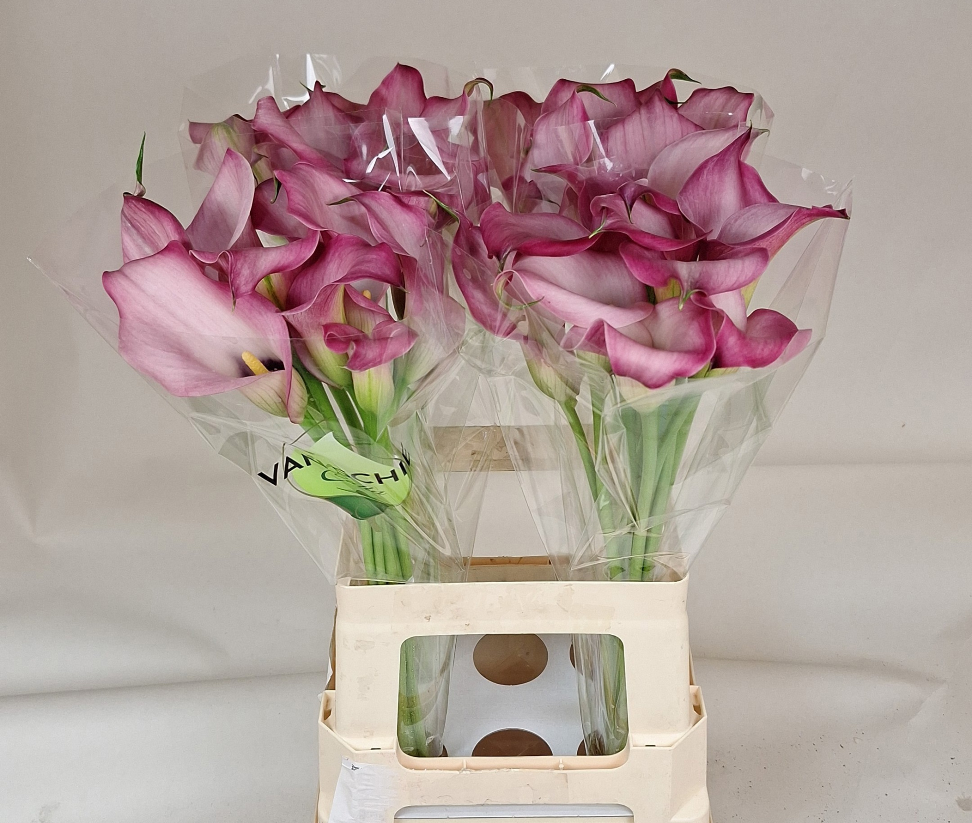 Калла Зазу 65, шт.