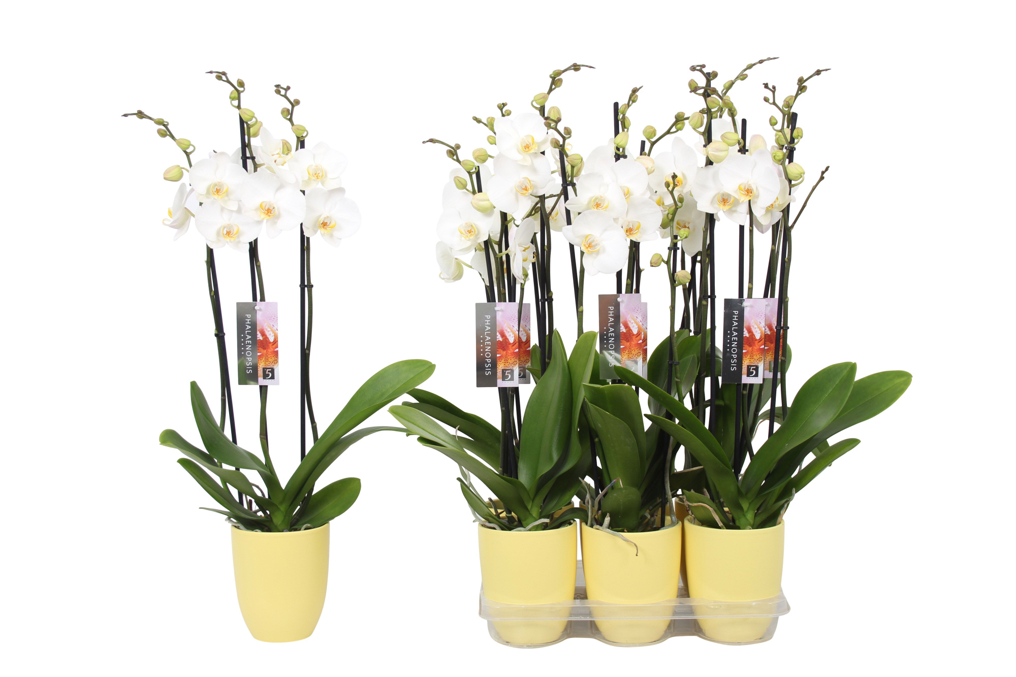 Phalaenopsis White, 3-spike Yellow Ceramics, D 12 cm