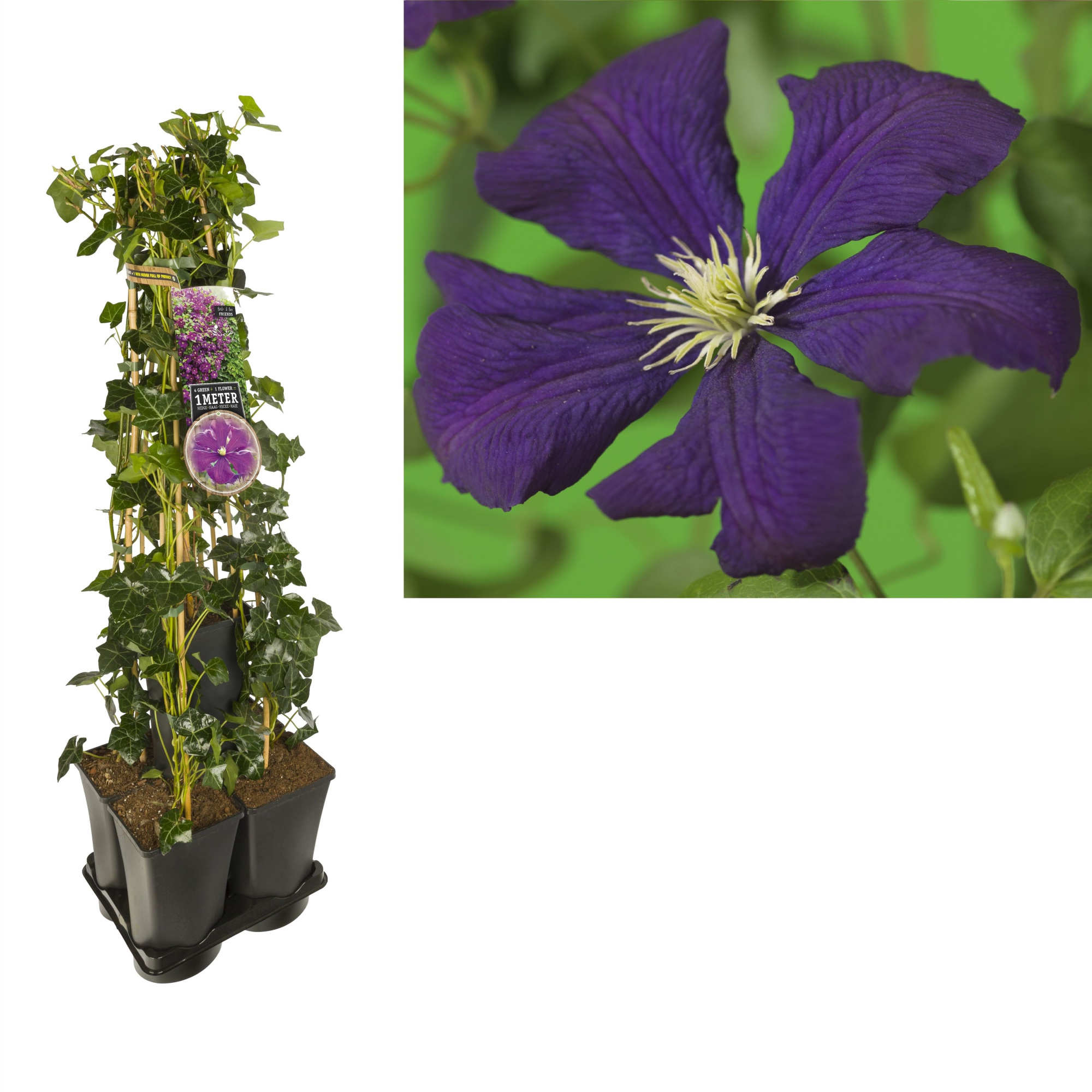 1 m. privacy mix Hedera + Clematis vit. 'Etoile Violette' +label, D 17 cm