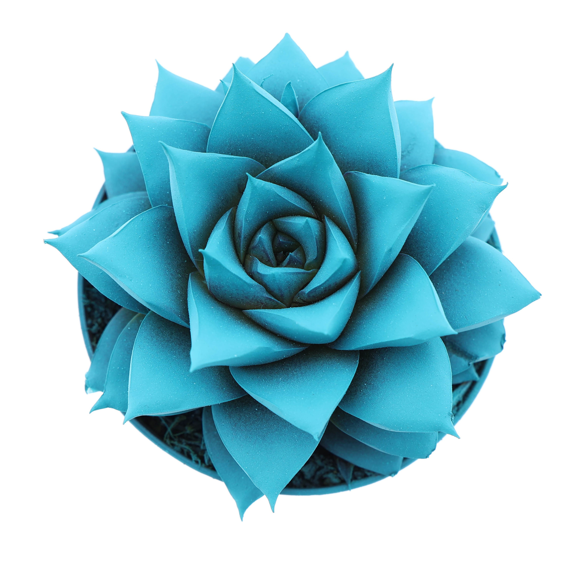 Rainbow purper mint, D 8,5 cm