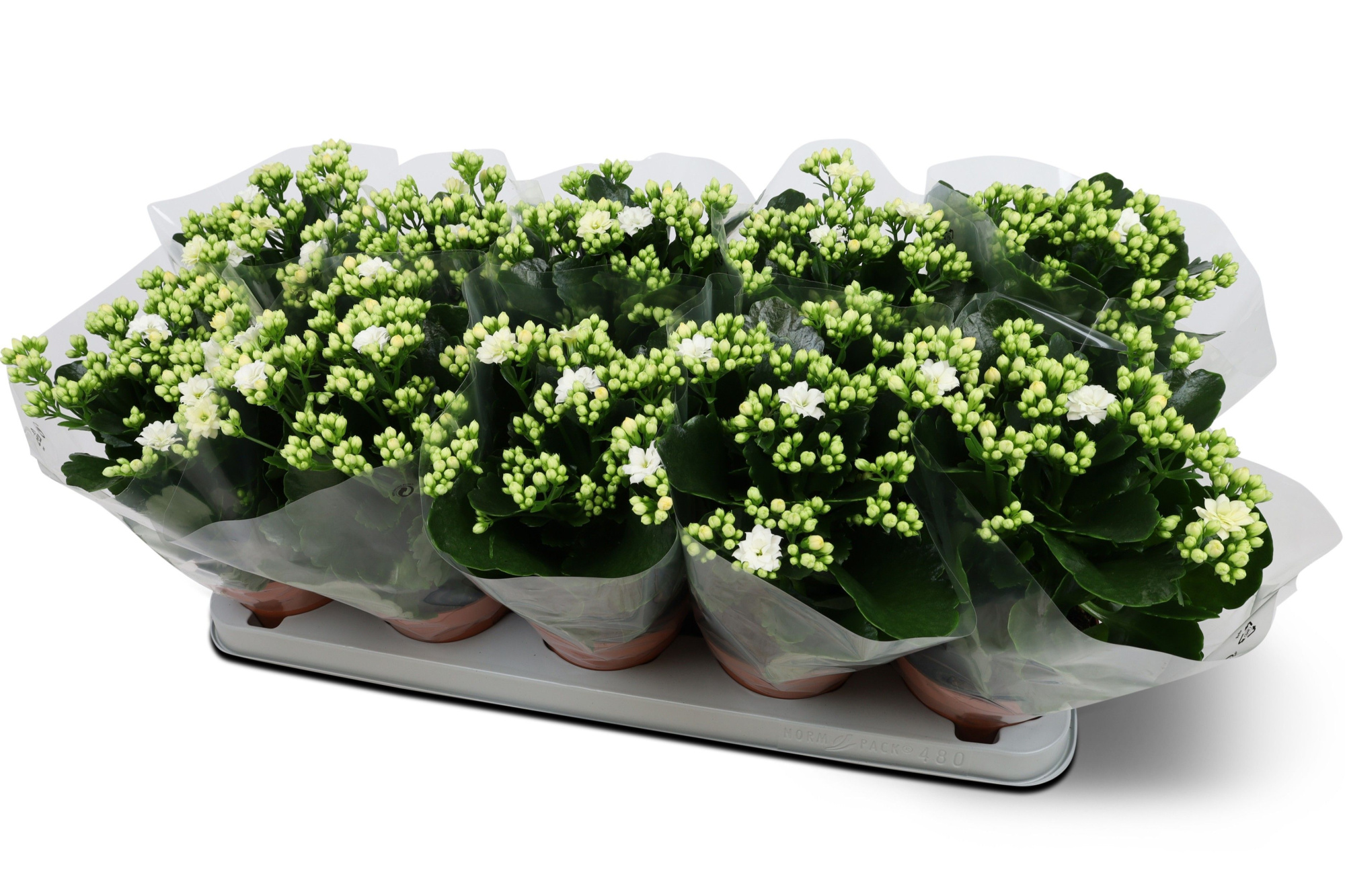 Kalanchoë Perfecta White Blanco hoes, D 12