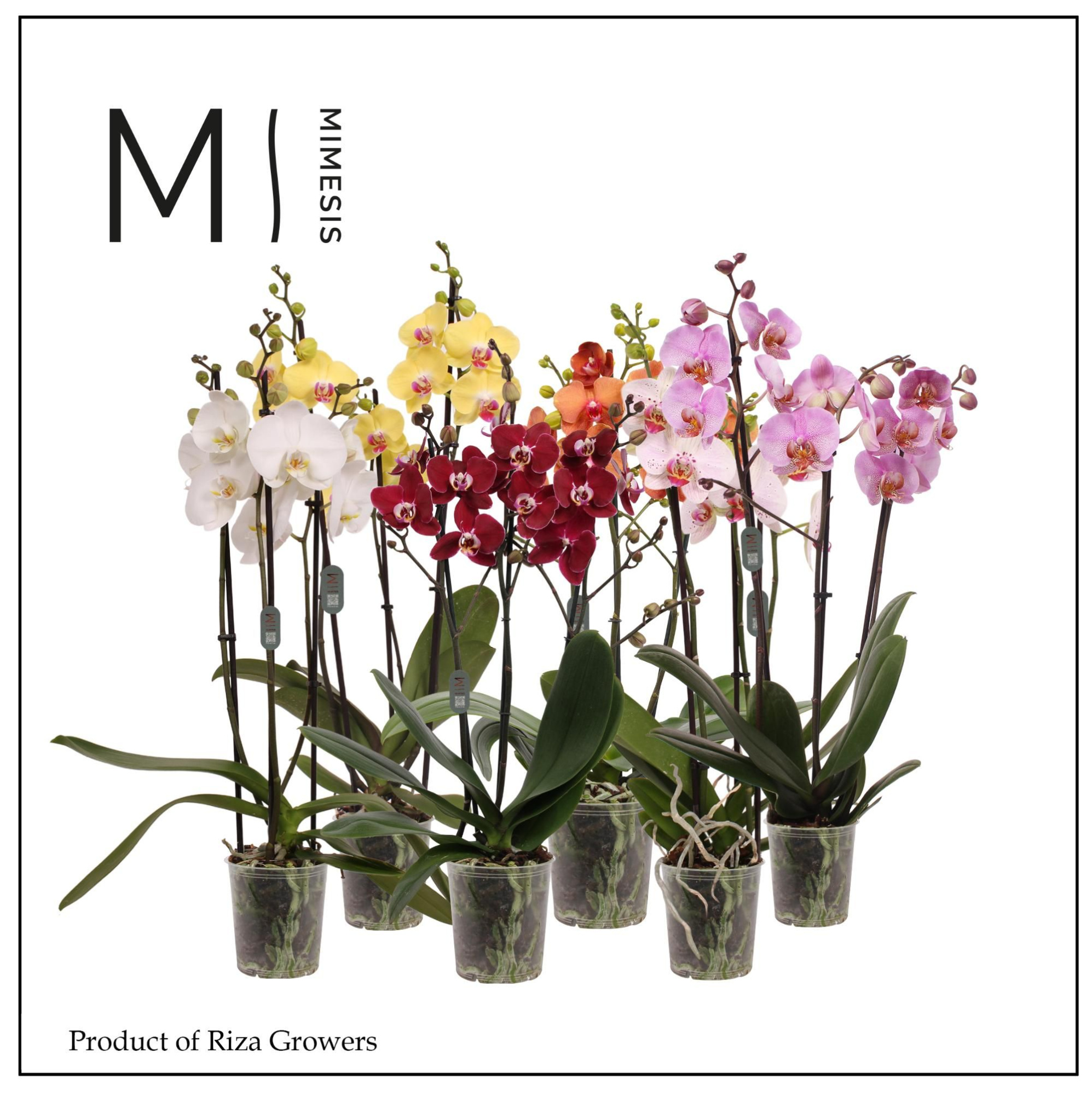 Phalaenopsis Mix 3 spike - 12cm | Mimesis, D 12 cm