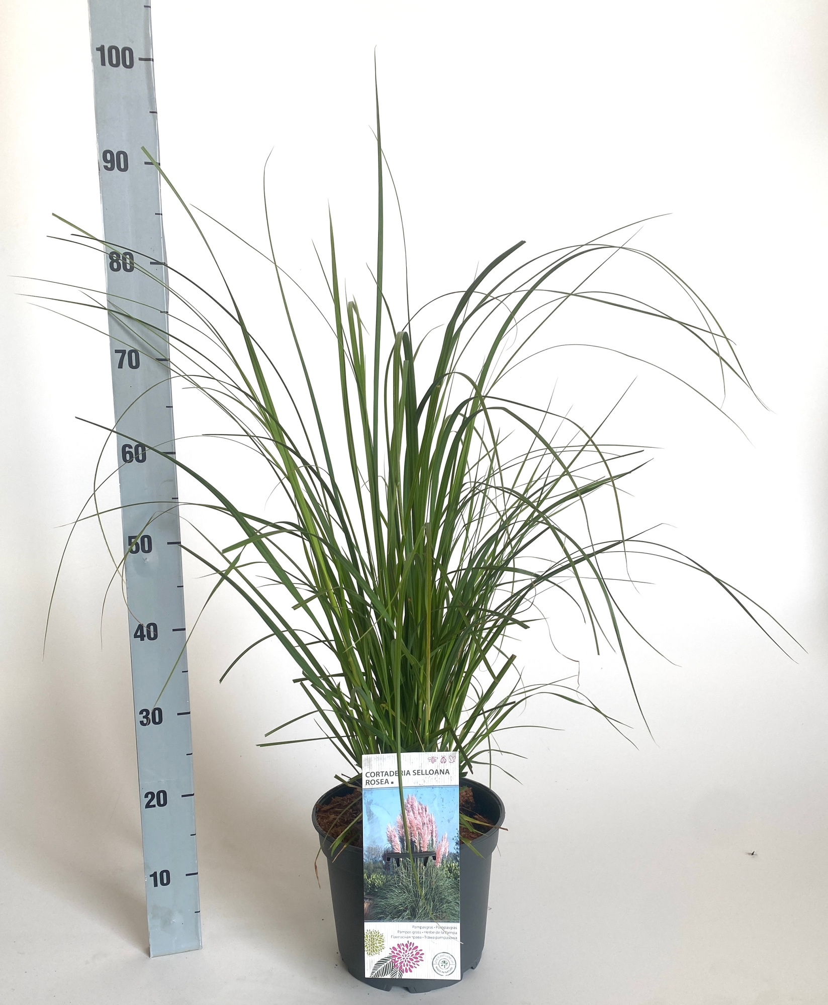 Cortaderia selloana 'Rosea', D 23 cm
