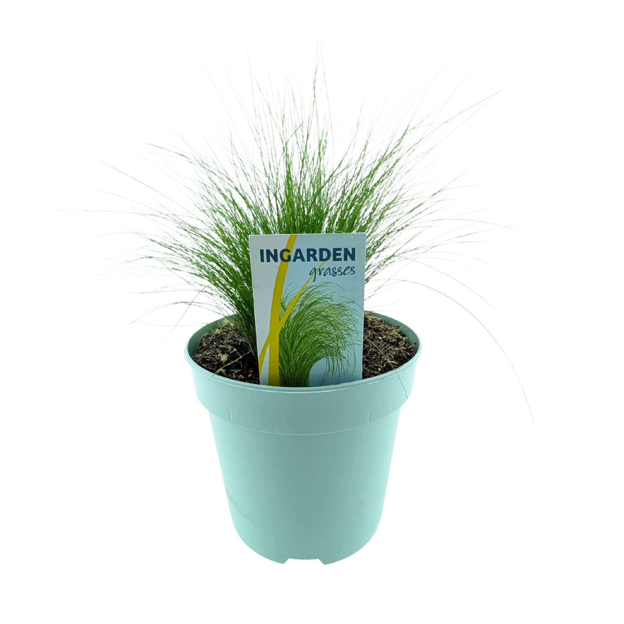 Stipa ten Ponytails, D 17