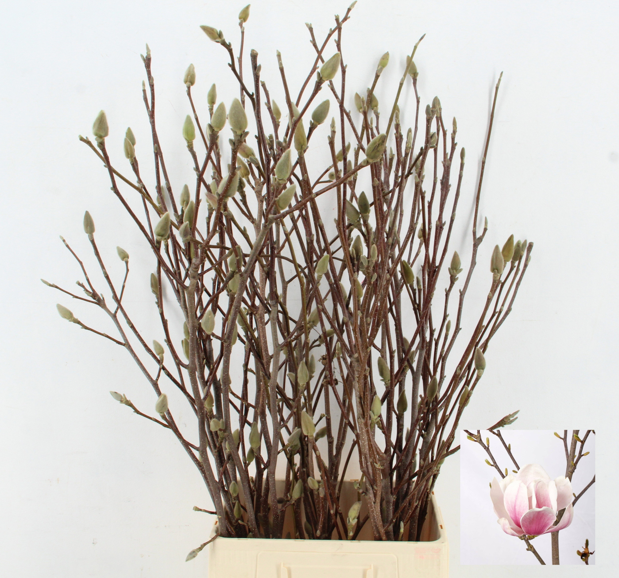 Магнолия Грандифлора 100, шт.