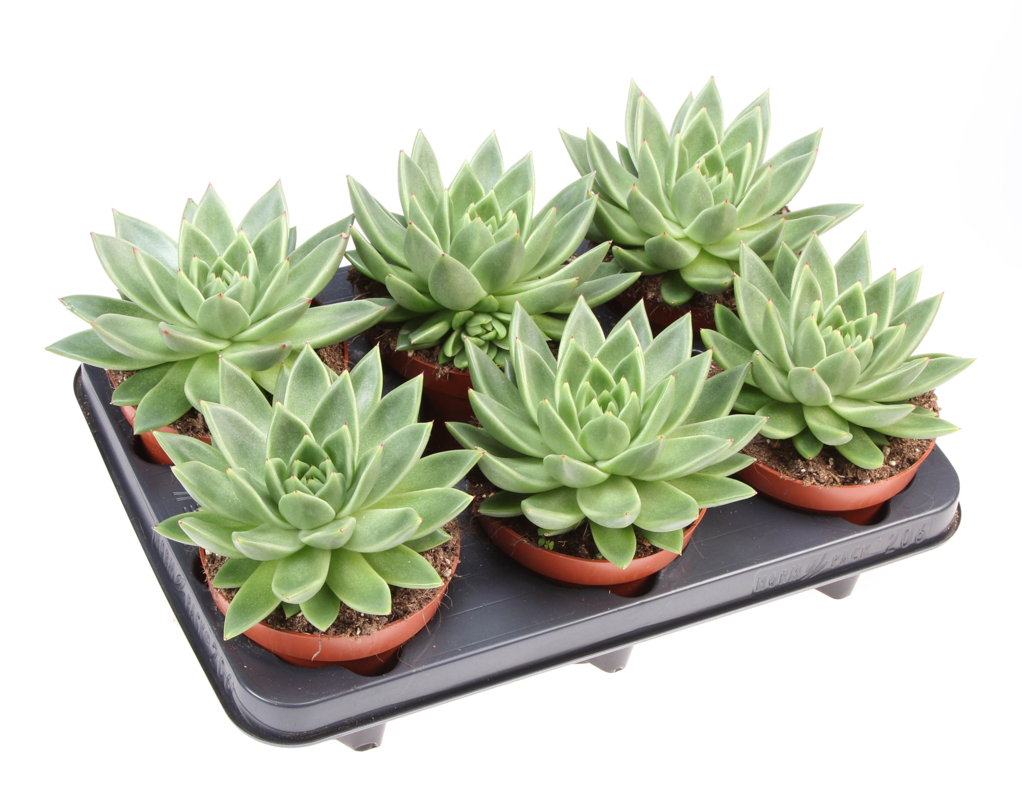 Echeveria miranda, D 12 cm