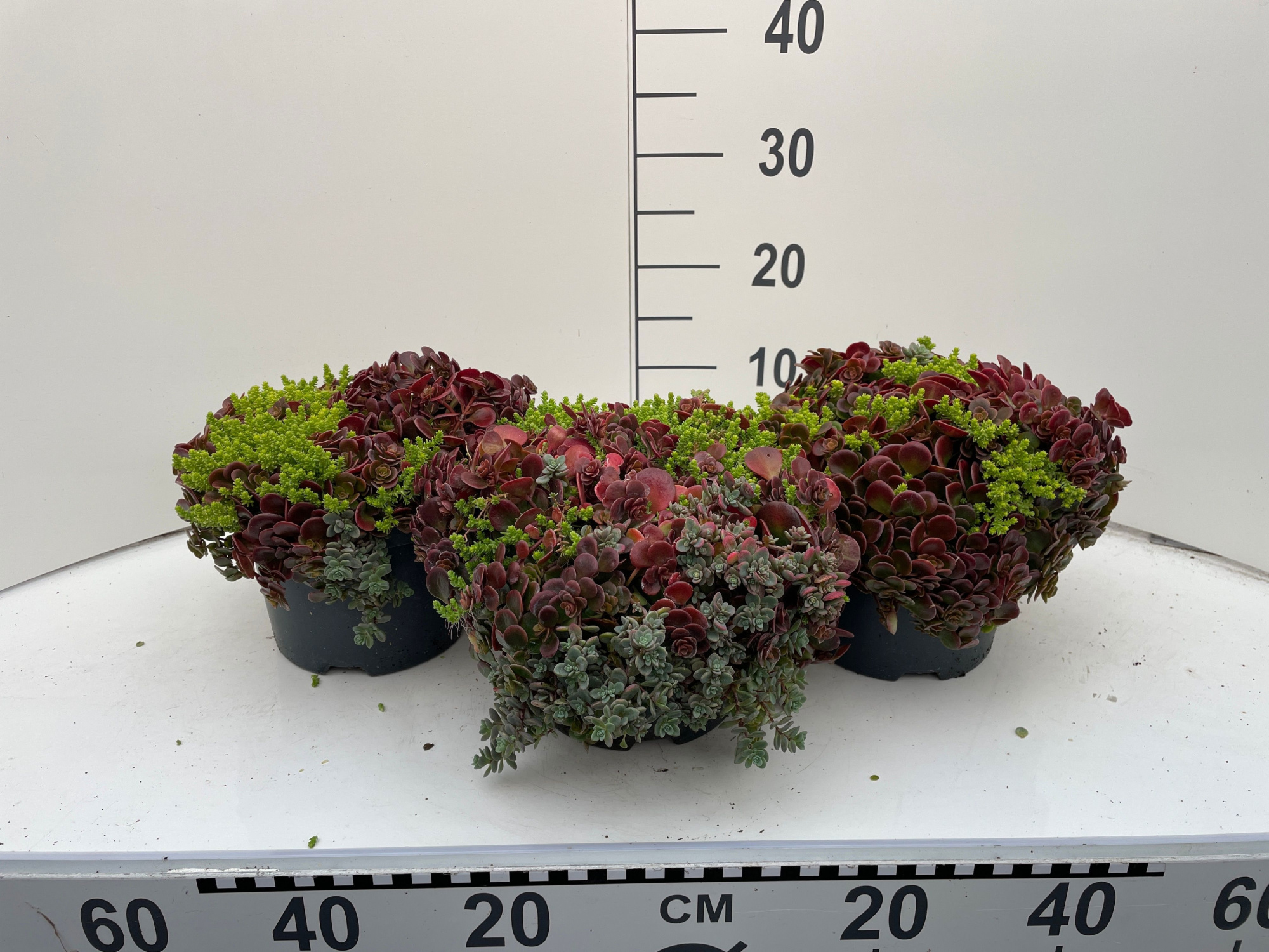 Sedum overig Mixmasters Roof Runners, D 19 cm