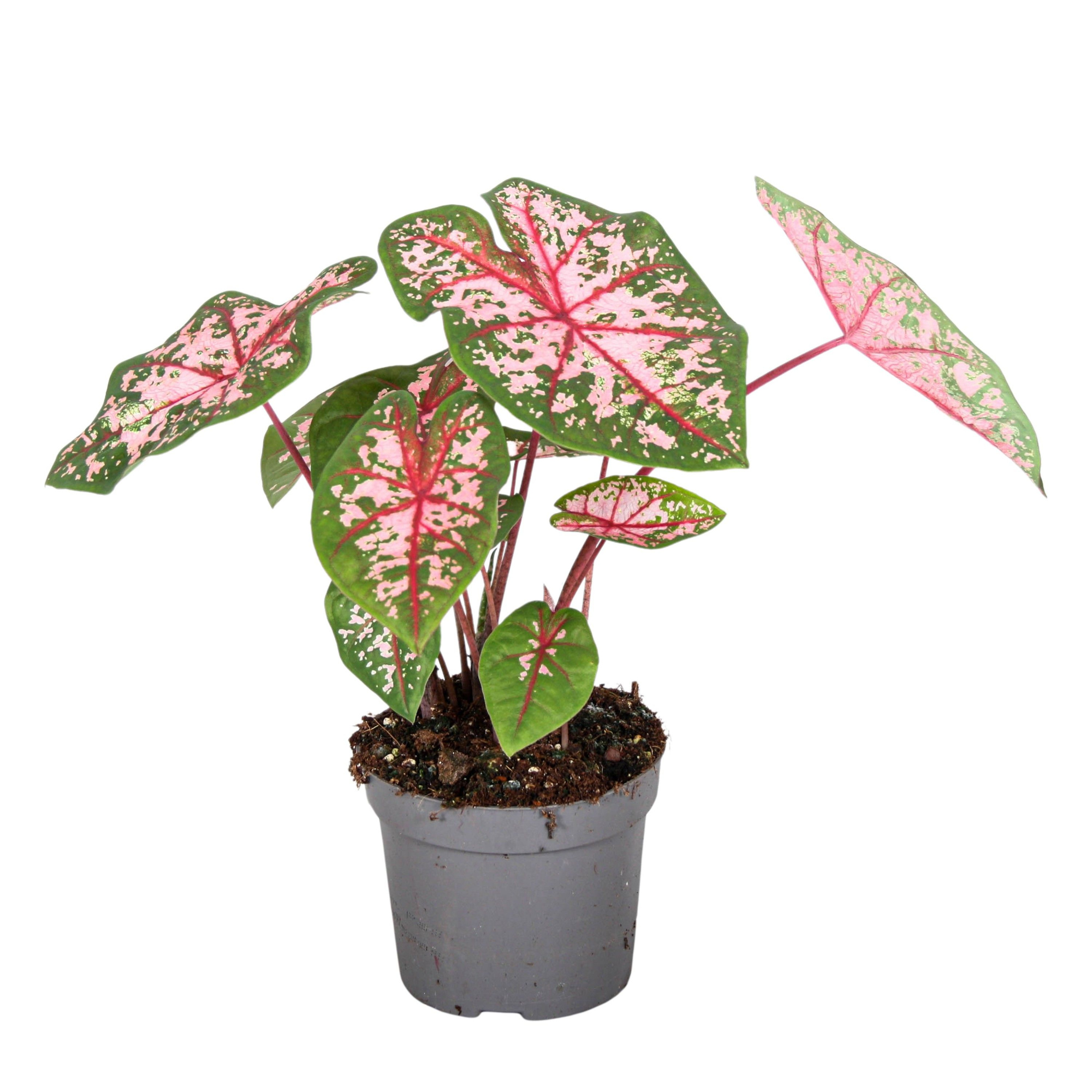 Caladium Carolyn Whorton, D 13