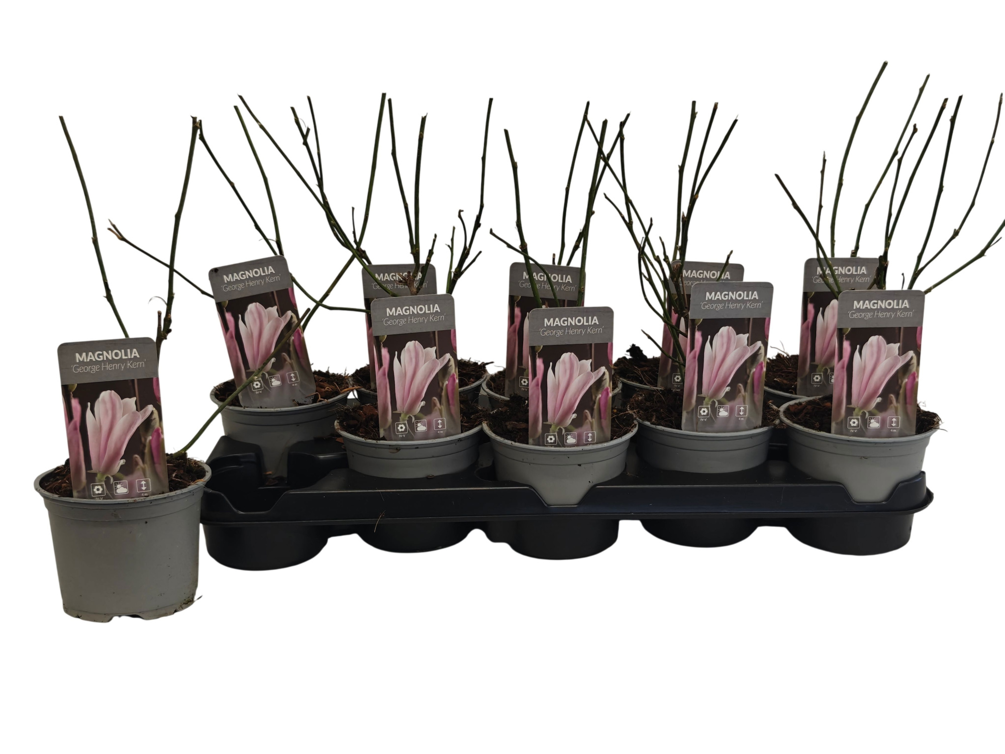 Magnolia George Henry Kern P12, D 12