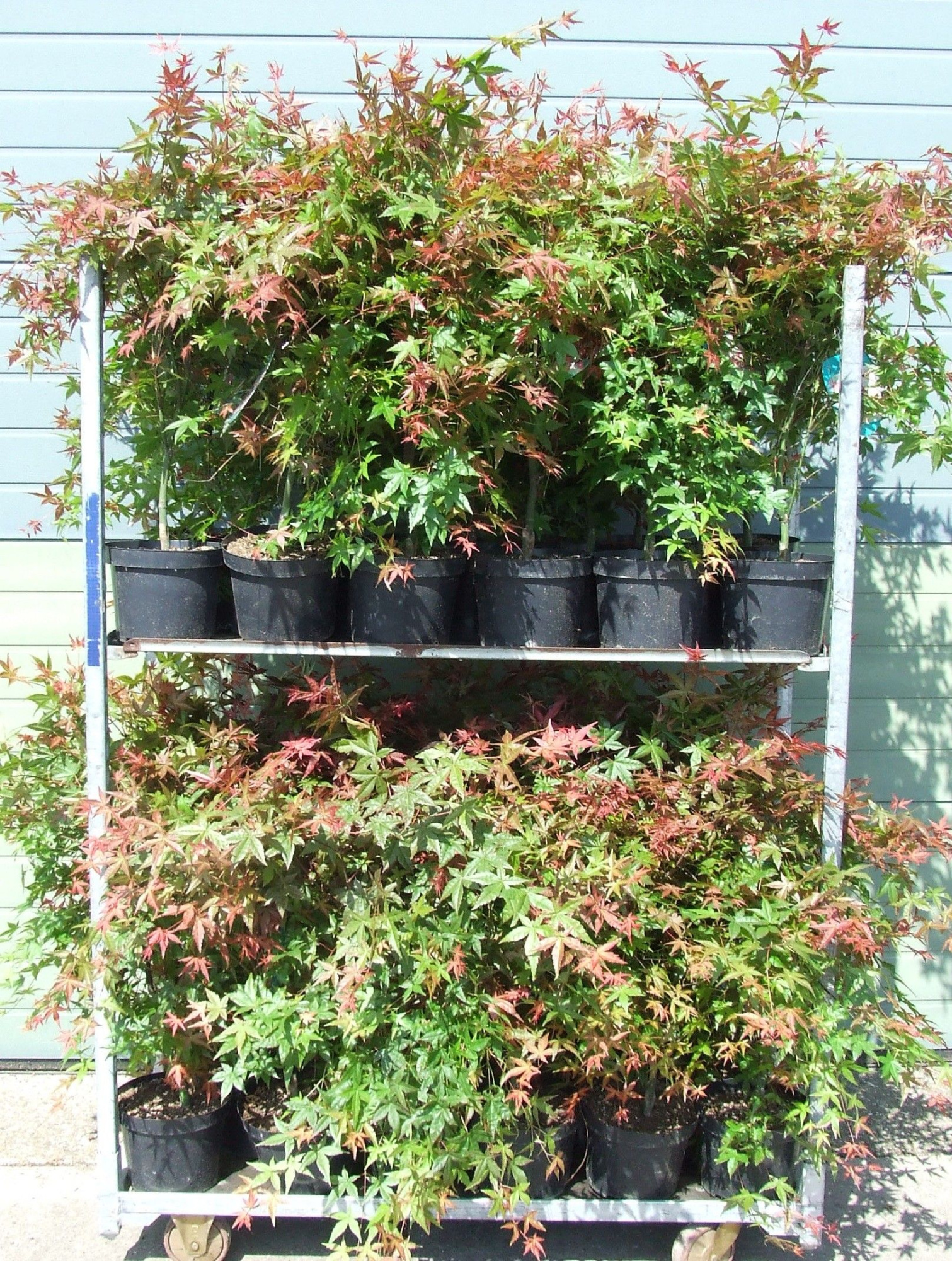 Acer palmatum 'Shin-deshojo' P23 Full CC, D 23 cm