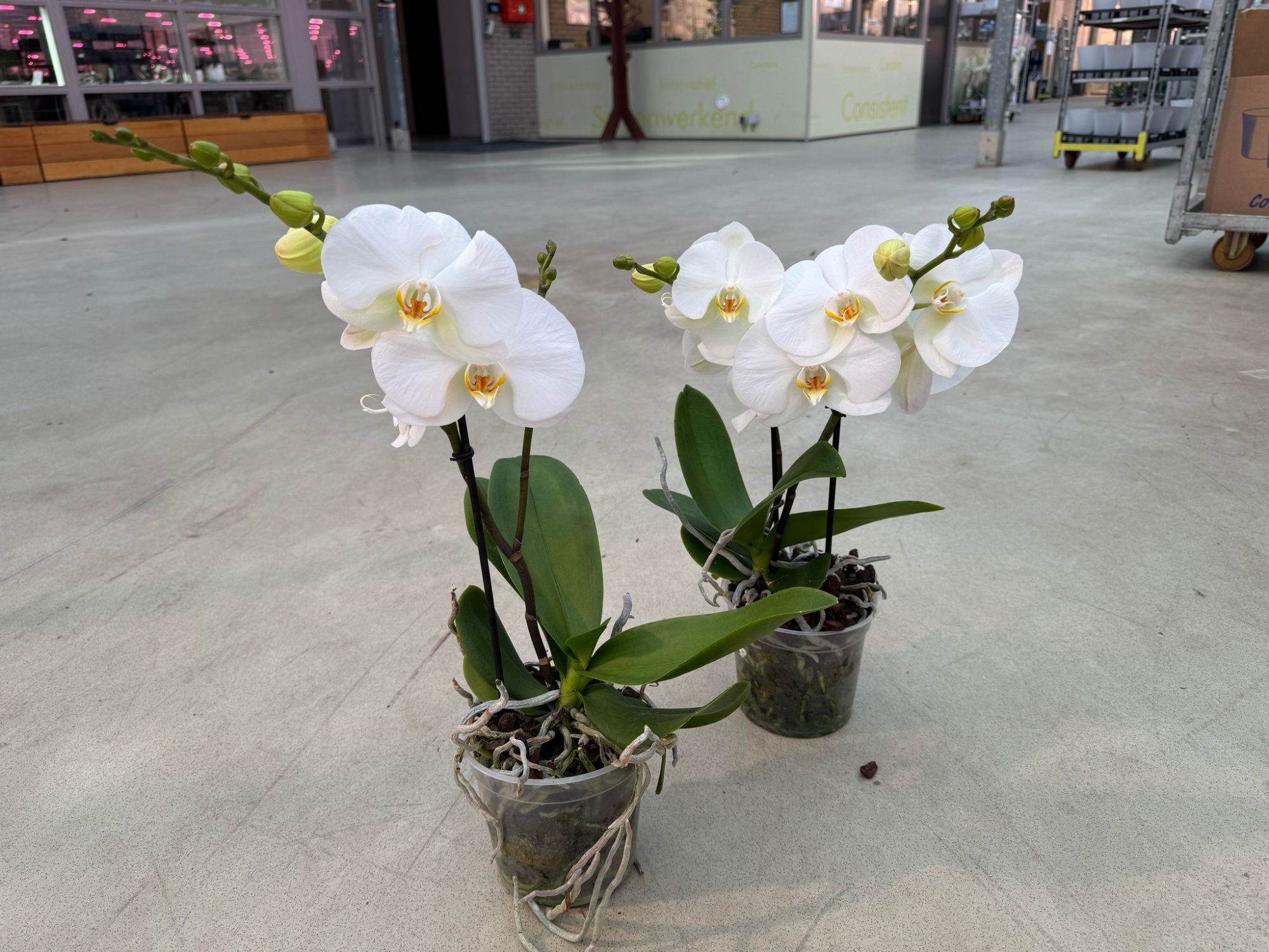 Big 50 P15 A2 White 2 spike, D 15 cm