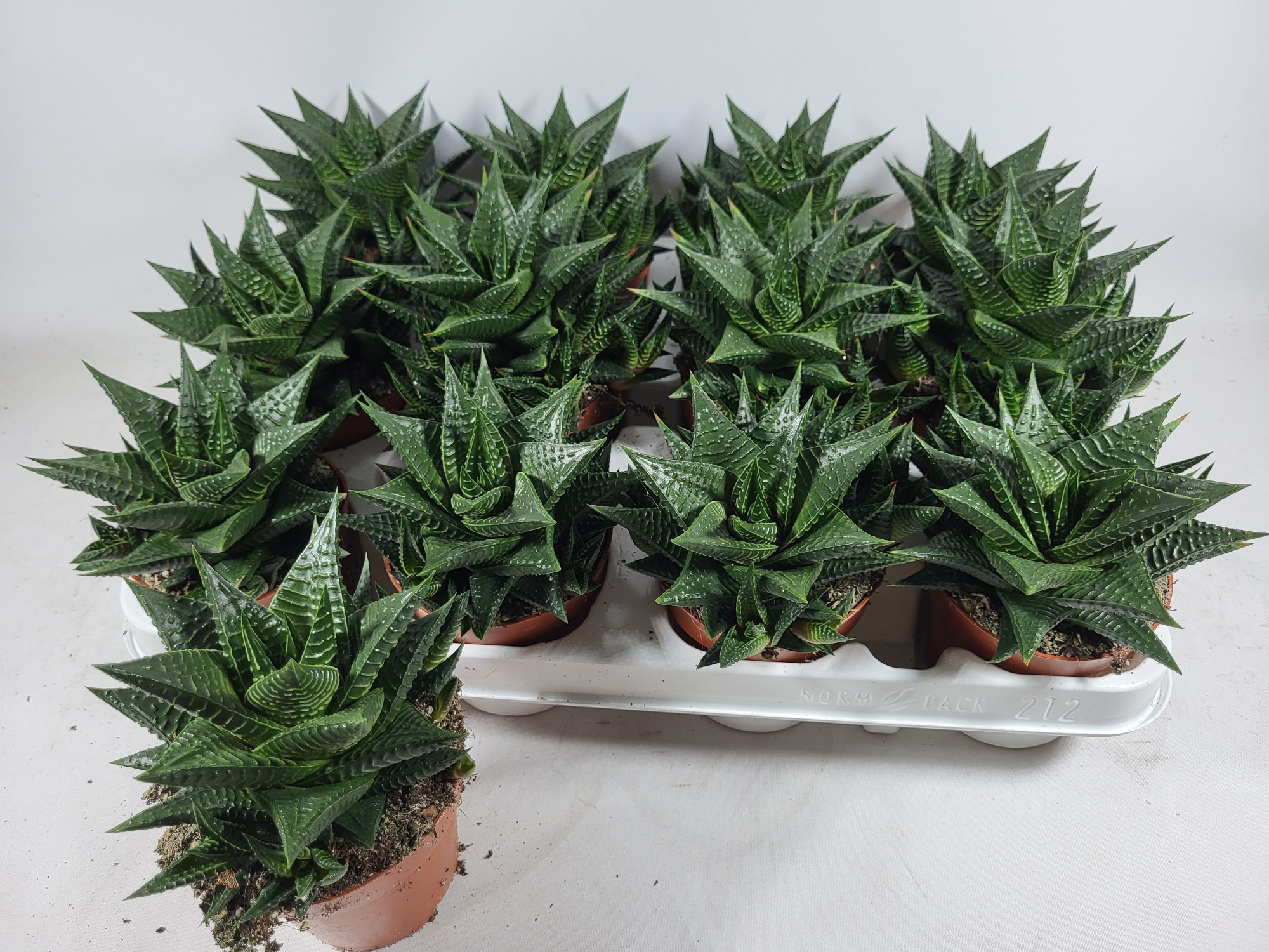 Haworthia limifolia, D 8,5 cm