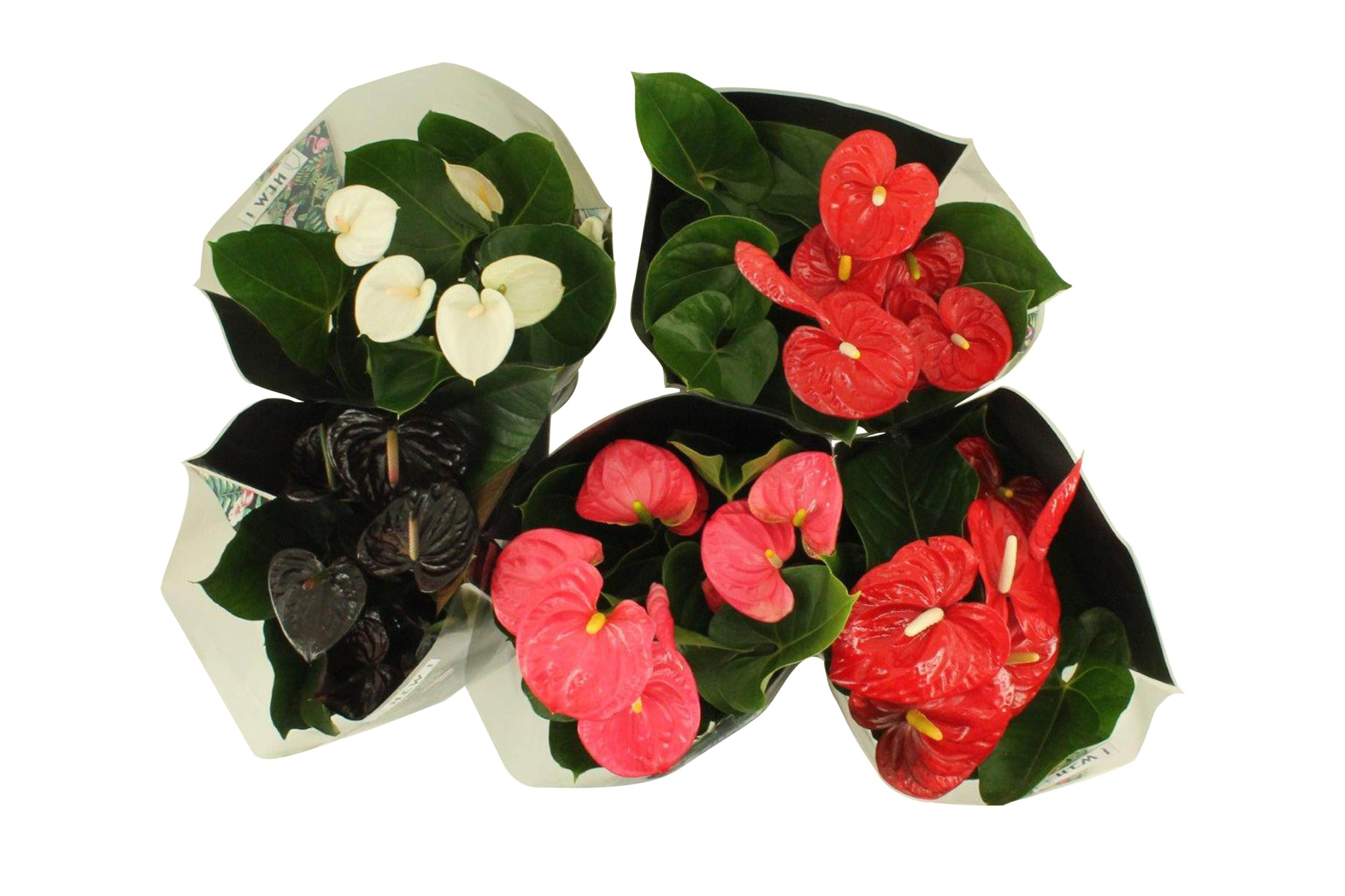 Anthurium Flamingo mix in junglehoes 17cm (LET OP JUNGLEMIX!!), D 17
