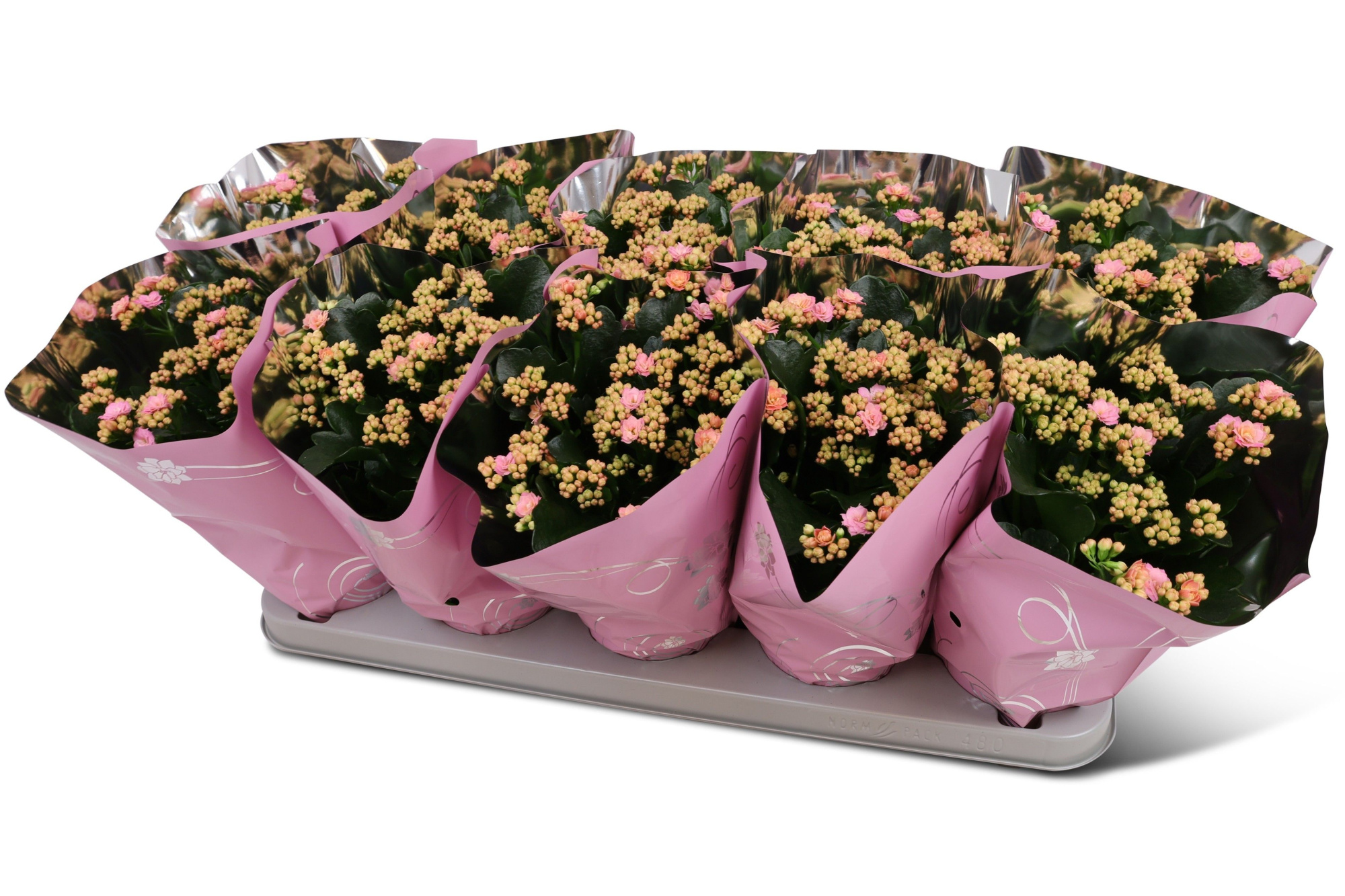 Kalanchoë Perfecta Pink Premium hoes, D 12 cm