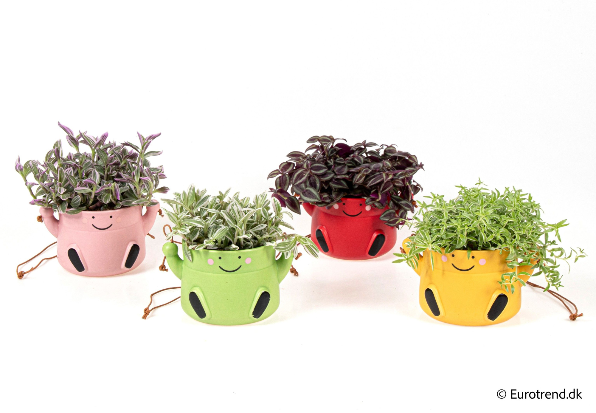 Green mix in 11 cm hanging ceramic - Spring, Summer & Autumn 2025, D 6 cm