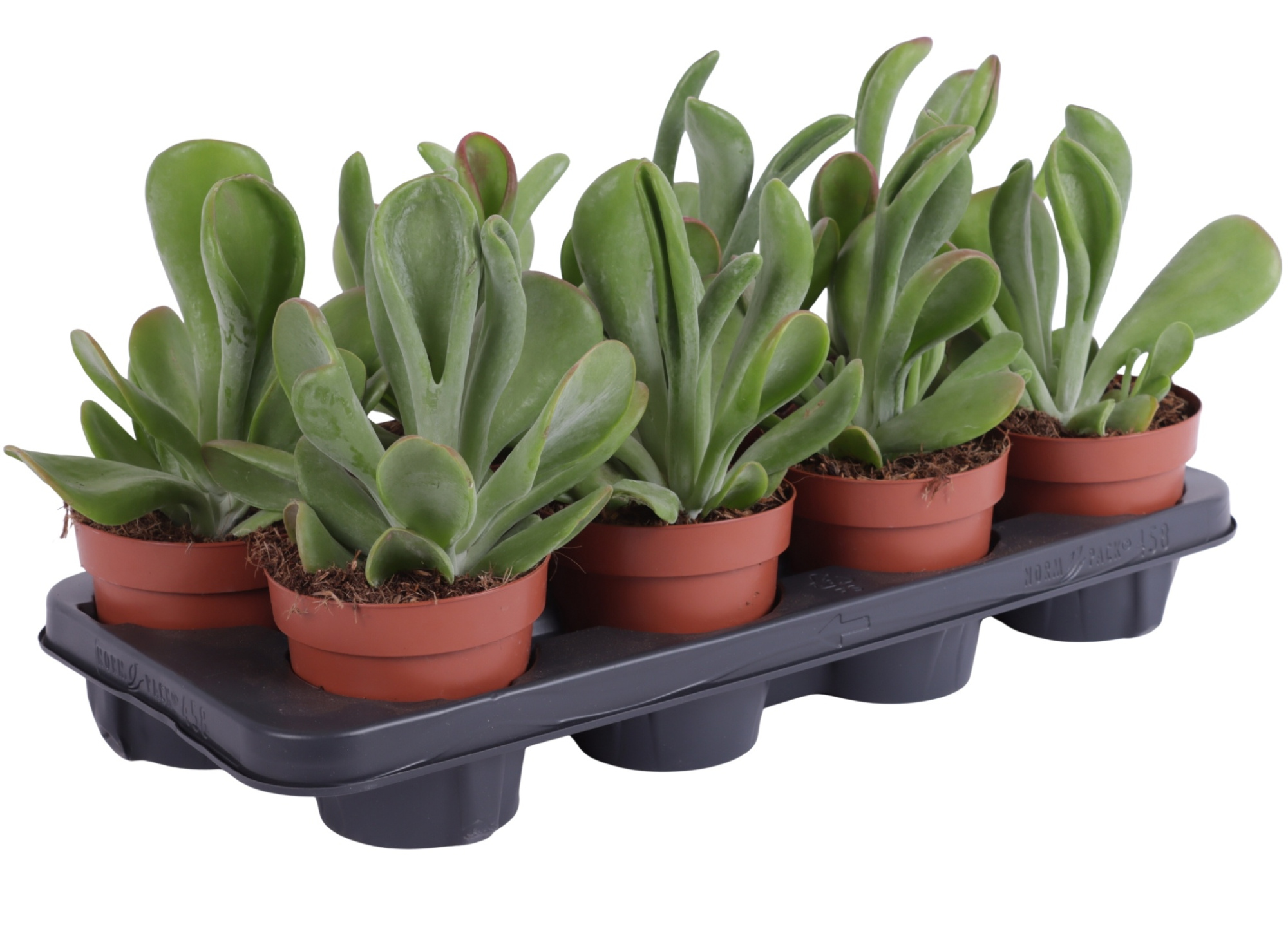 Kalanchoe Oricula 12cm, D 12 cm