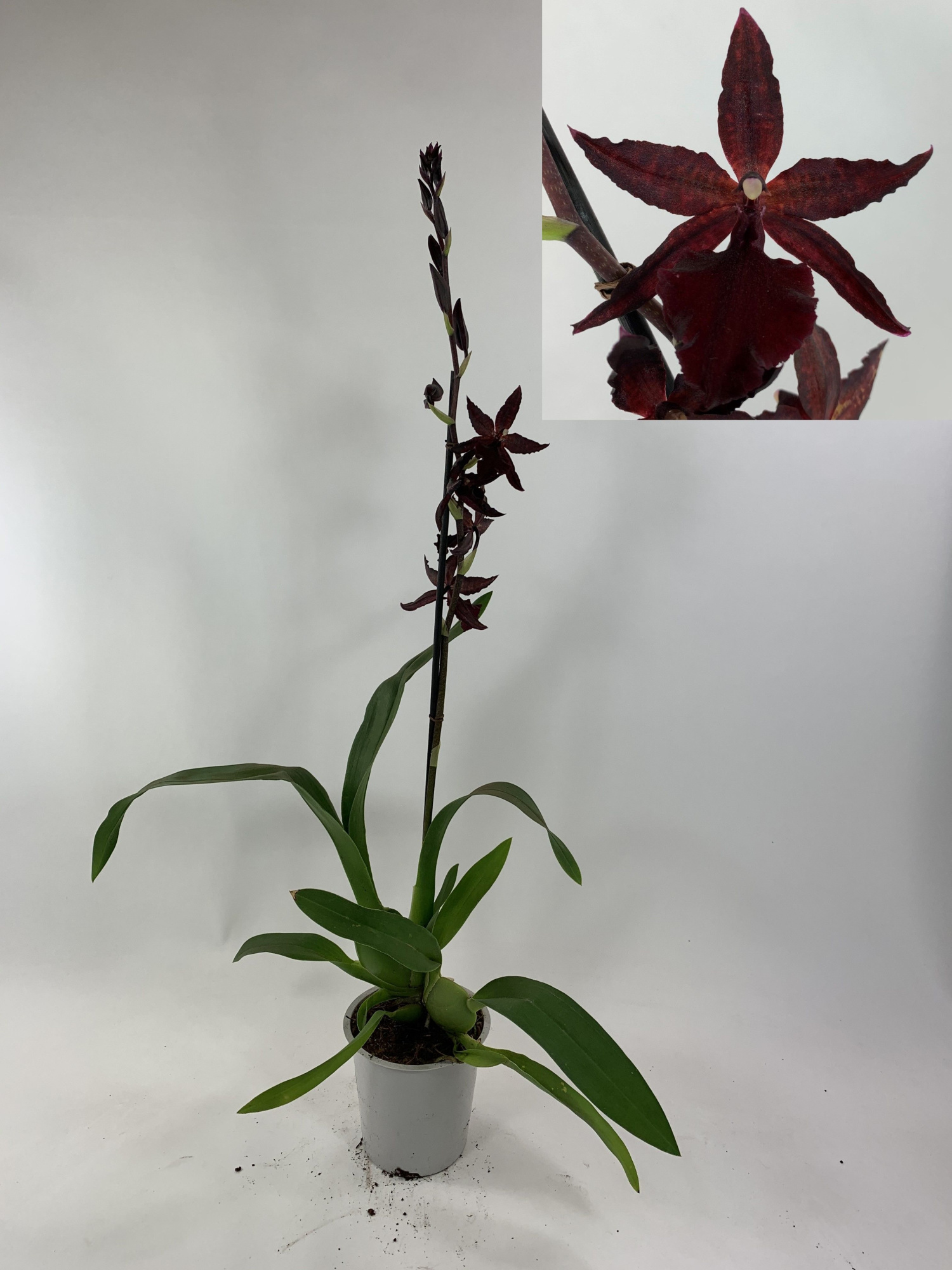 Colmanara Billy Bob 1-tak, D 12 cm