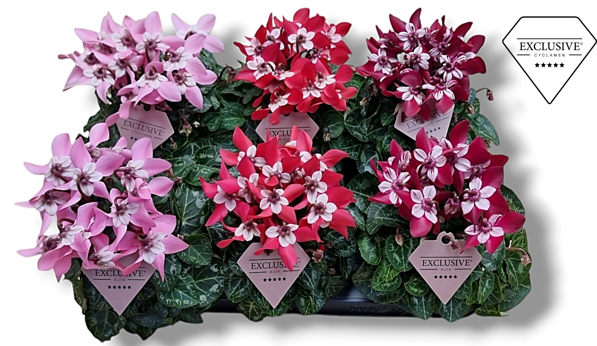 Cyclamen Exclusive® - Djix Mix Rood/Wijnrood/Roze, D 10,5 cm
