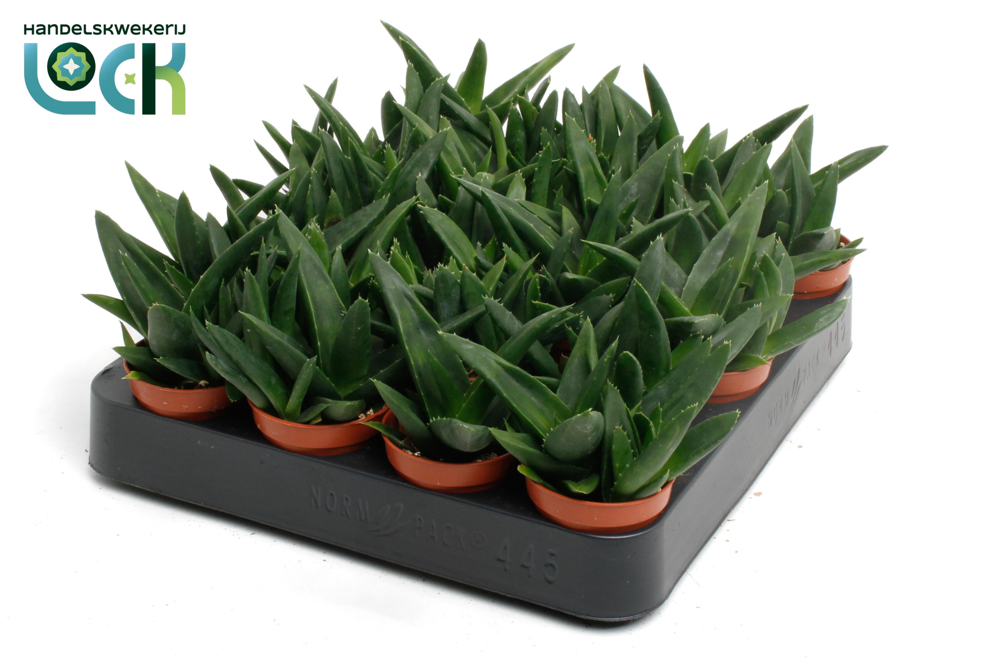 Haworthia Pentagona, D 5,5 cm