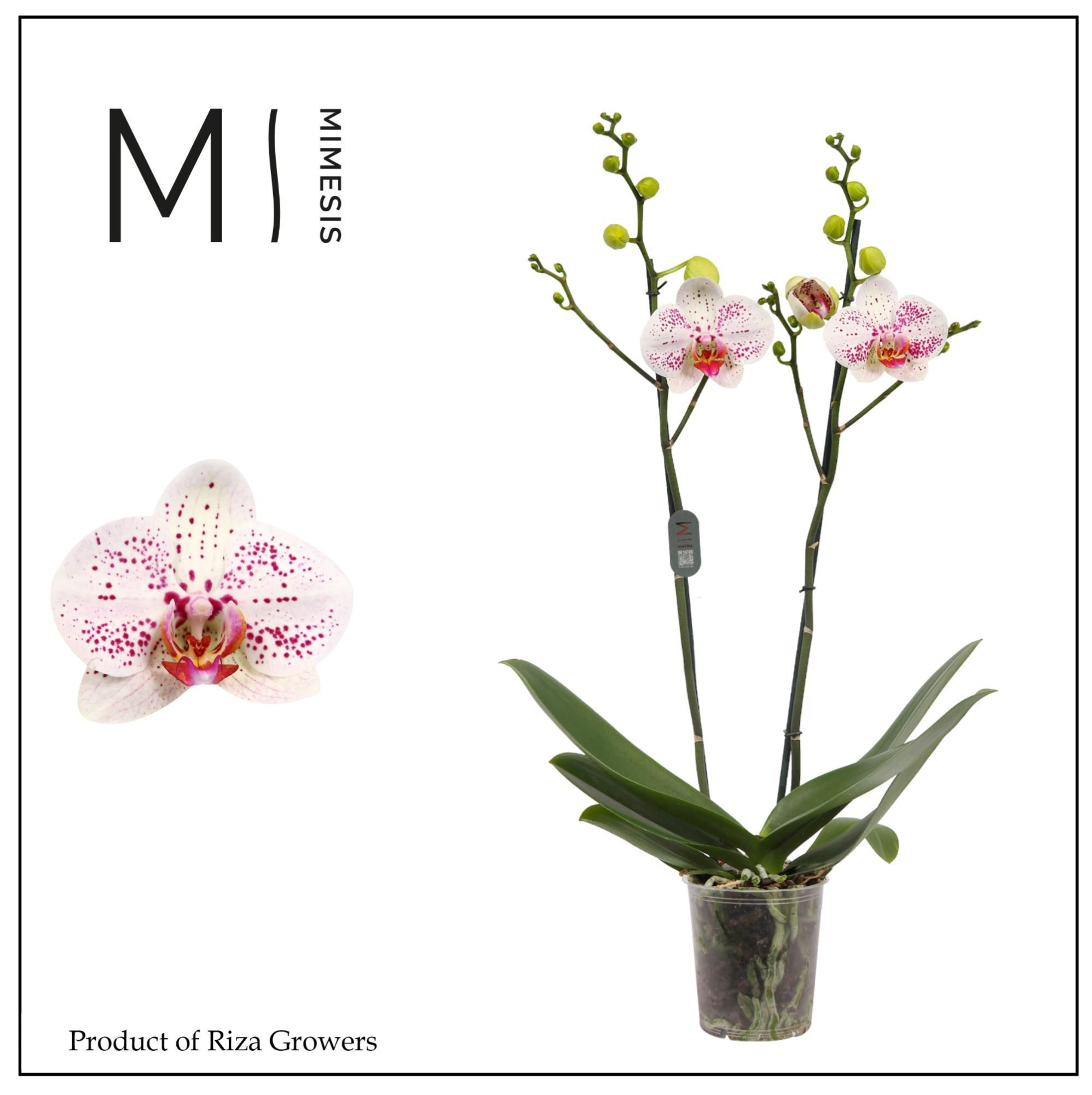 Phalaenopsis Goya 2 spike - 12cm | Mimesis, D 12 cm