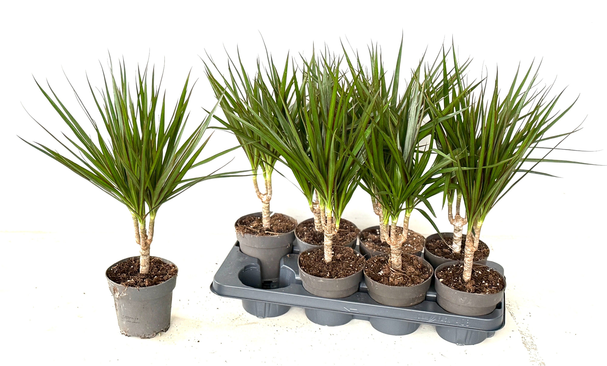 Dracaena Marginata, D 12 cm