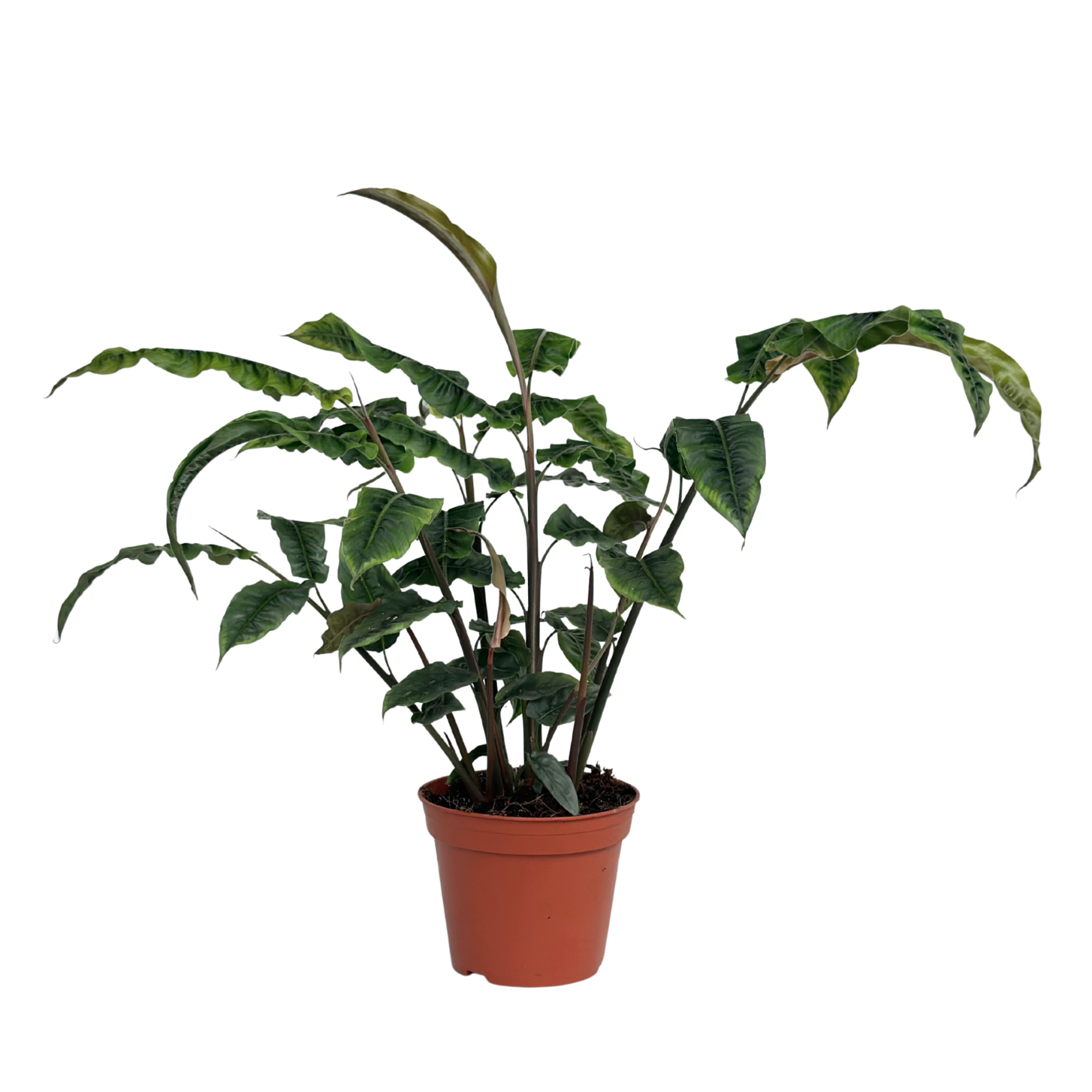 Alpinia Crispy Wave, D 14