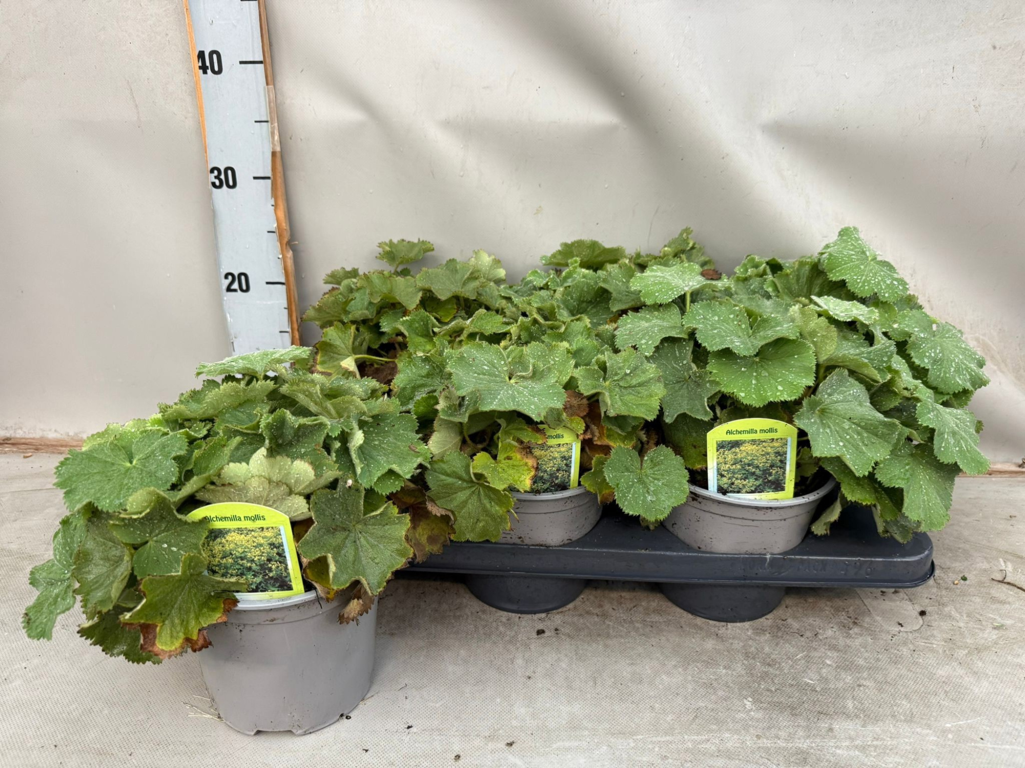 Alchemilla mollis, D 15 cm