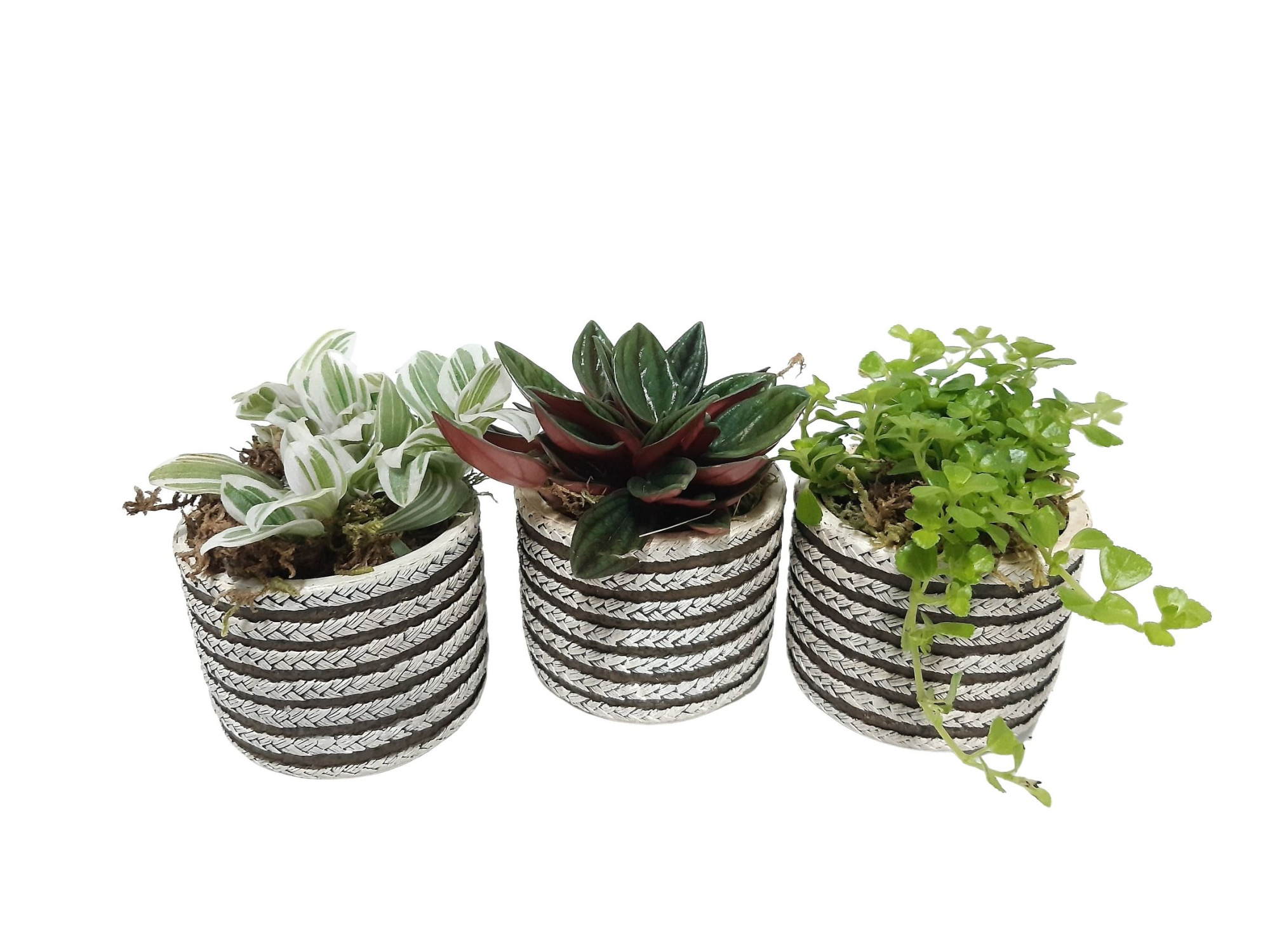 CTP8GEM mini Tire Pot groen mix, D 8 cm