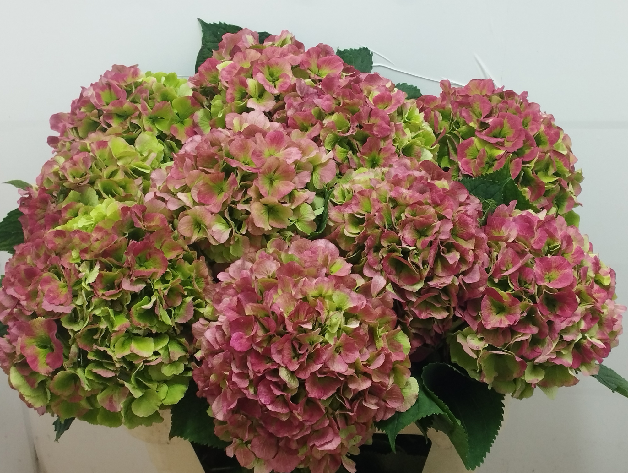 Гортензия Верена Классик 80, шт.