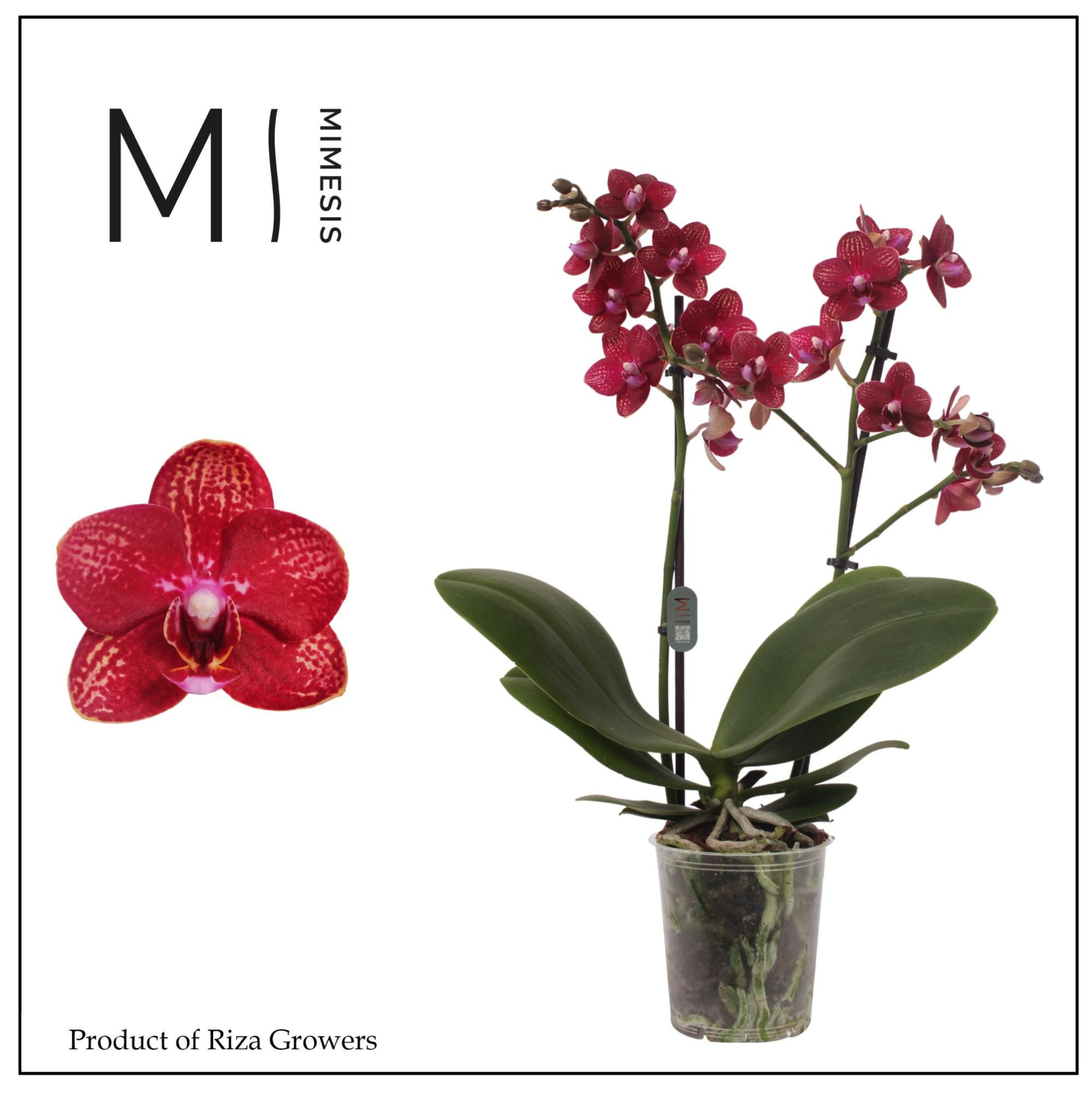 Phalaenopsis Miley 2 spike - 12cm | Mimesis, D 12 cm