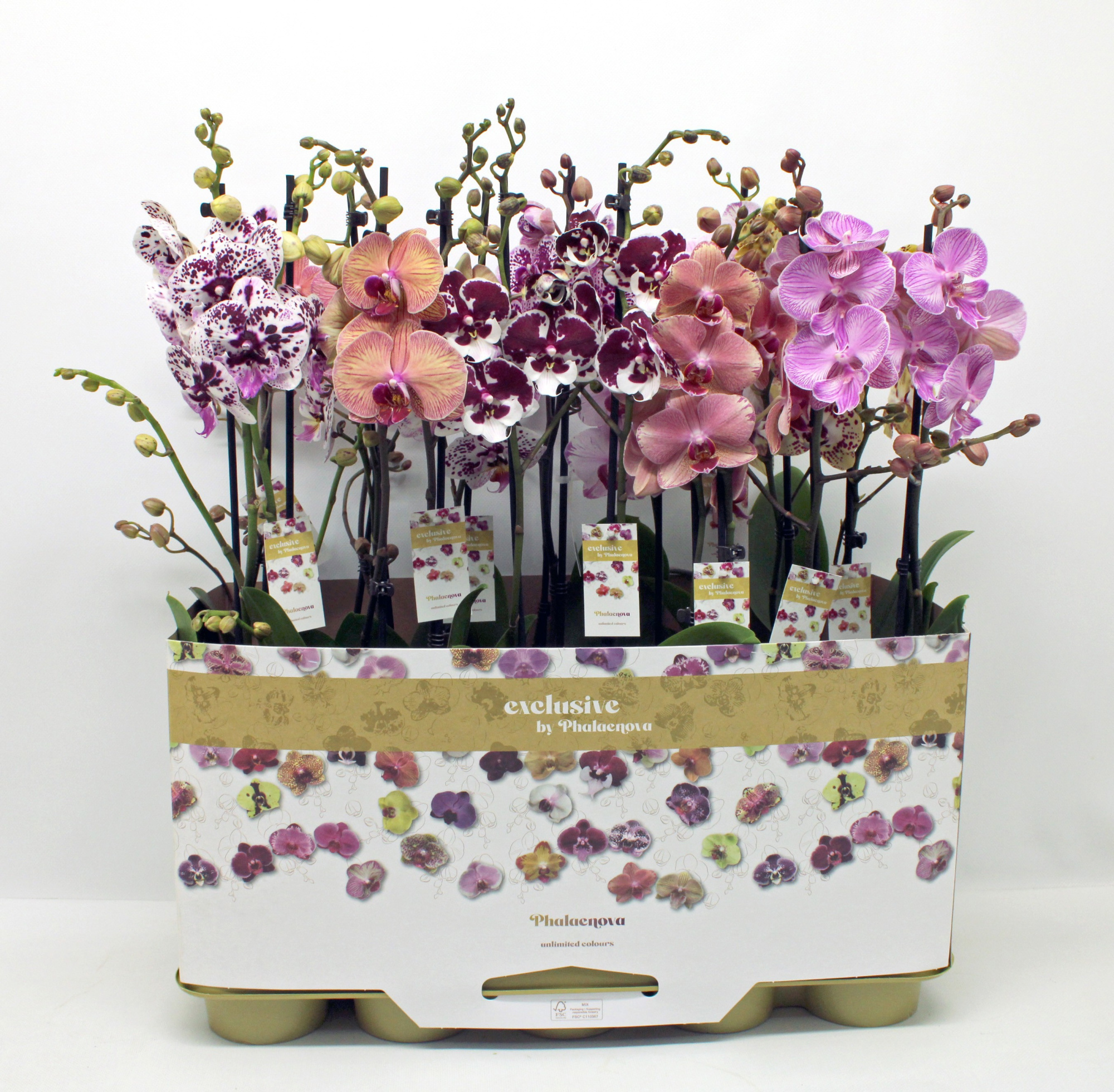 Gemengd 2-tak taiwan (RIJP), D 12