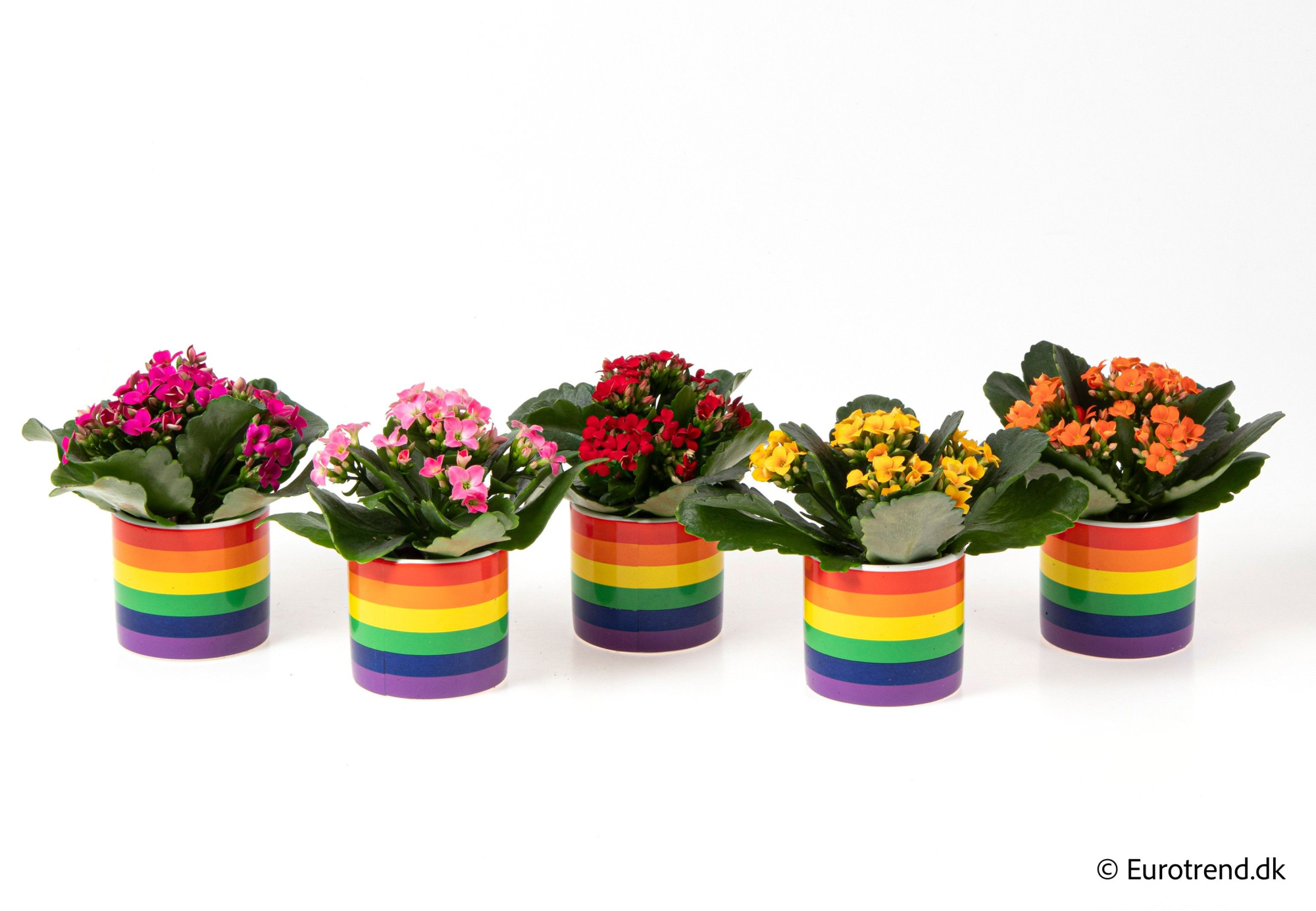 Kalanchoe in pride ceramic - Spring, Summer & Autumn 2025, D 6 cm