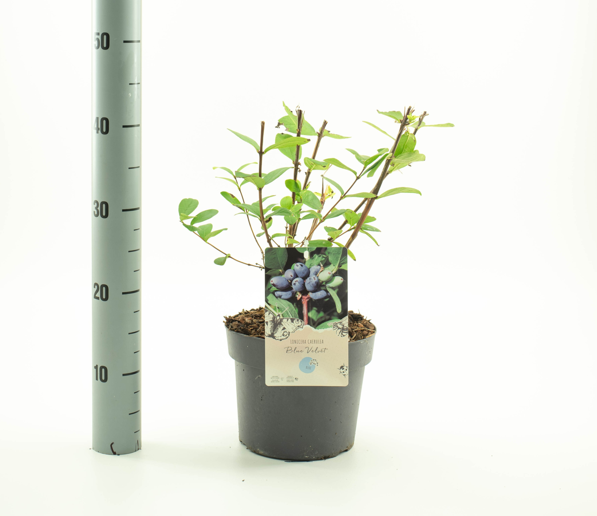 Lonicera caerulea 'Blue Velvet', D 19