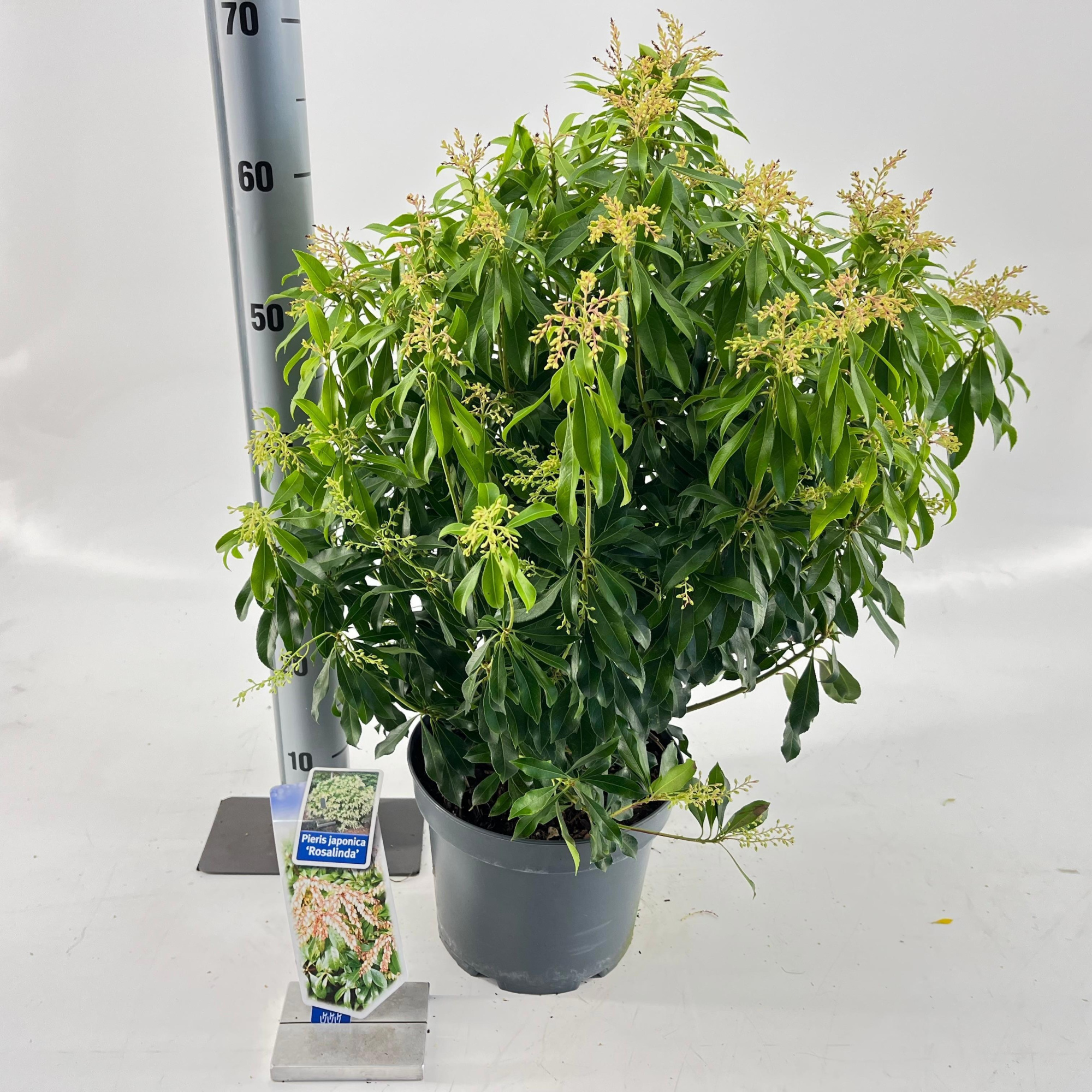 Pieris jap. 'Rosalinda', D 23