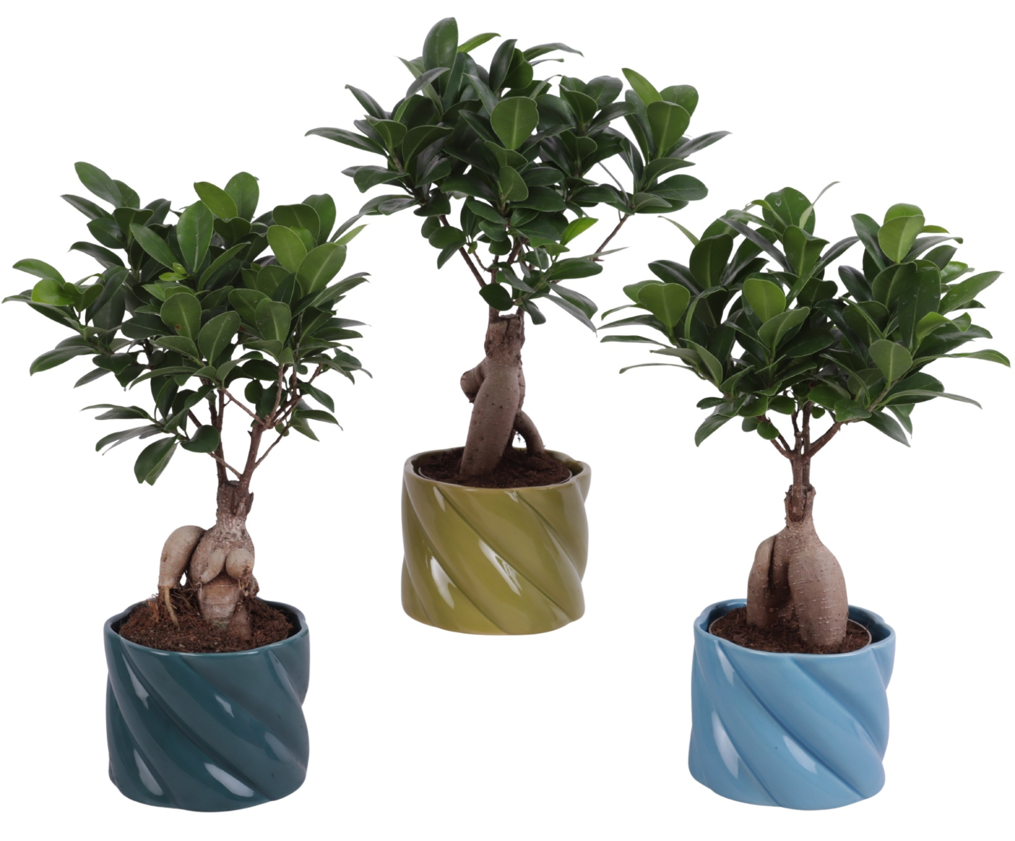 Ficus m. Ginseng Ball Shape Ø09cm in Ø11cm Ceramic FB674, D 11