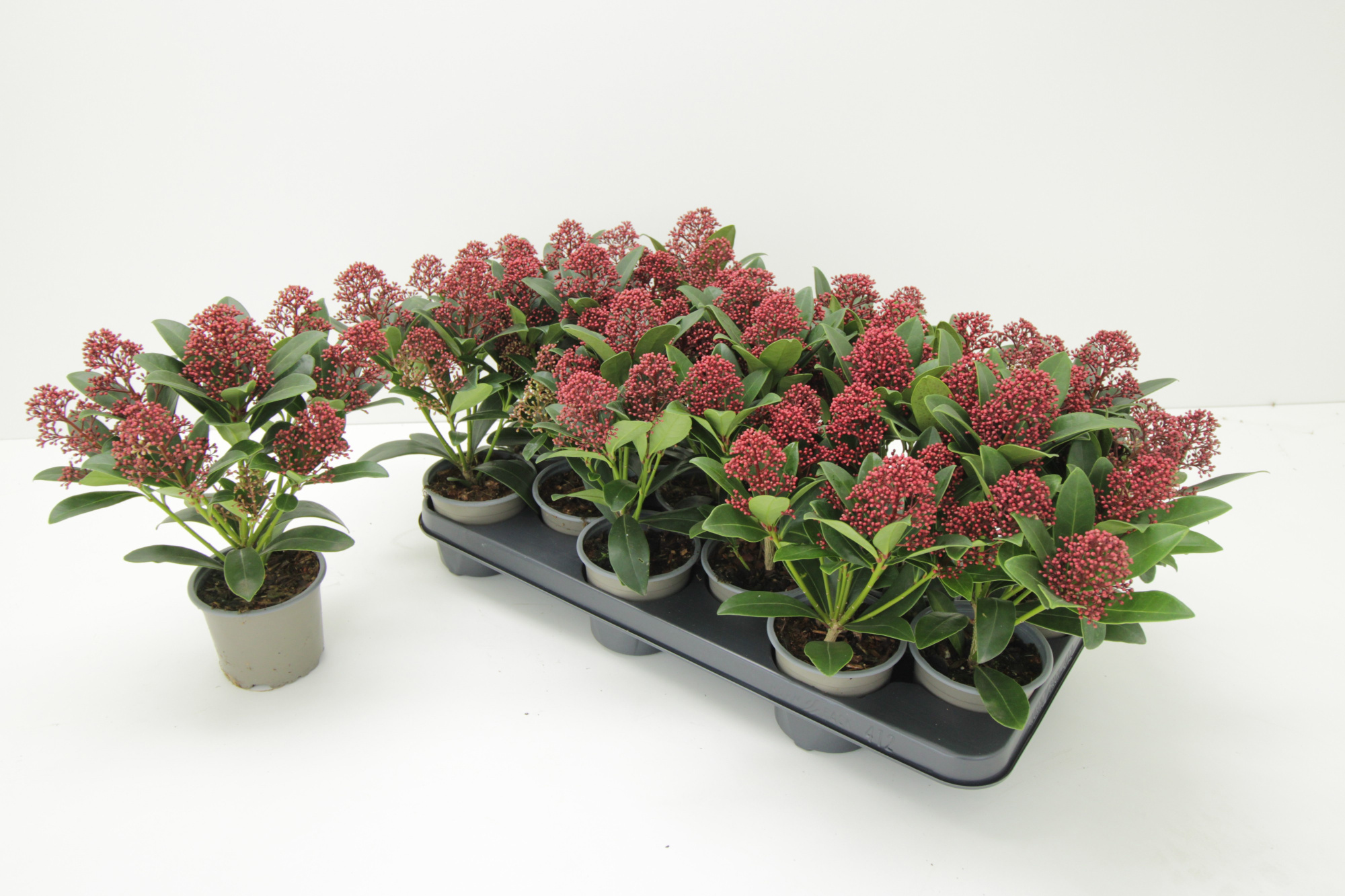 Skimmia Japonica Rubella 7-8, D 10,5