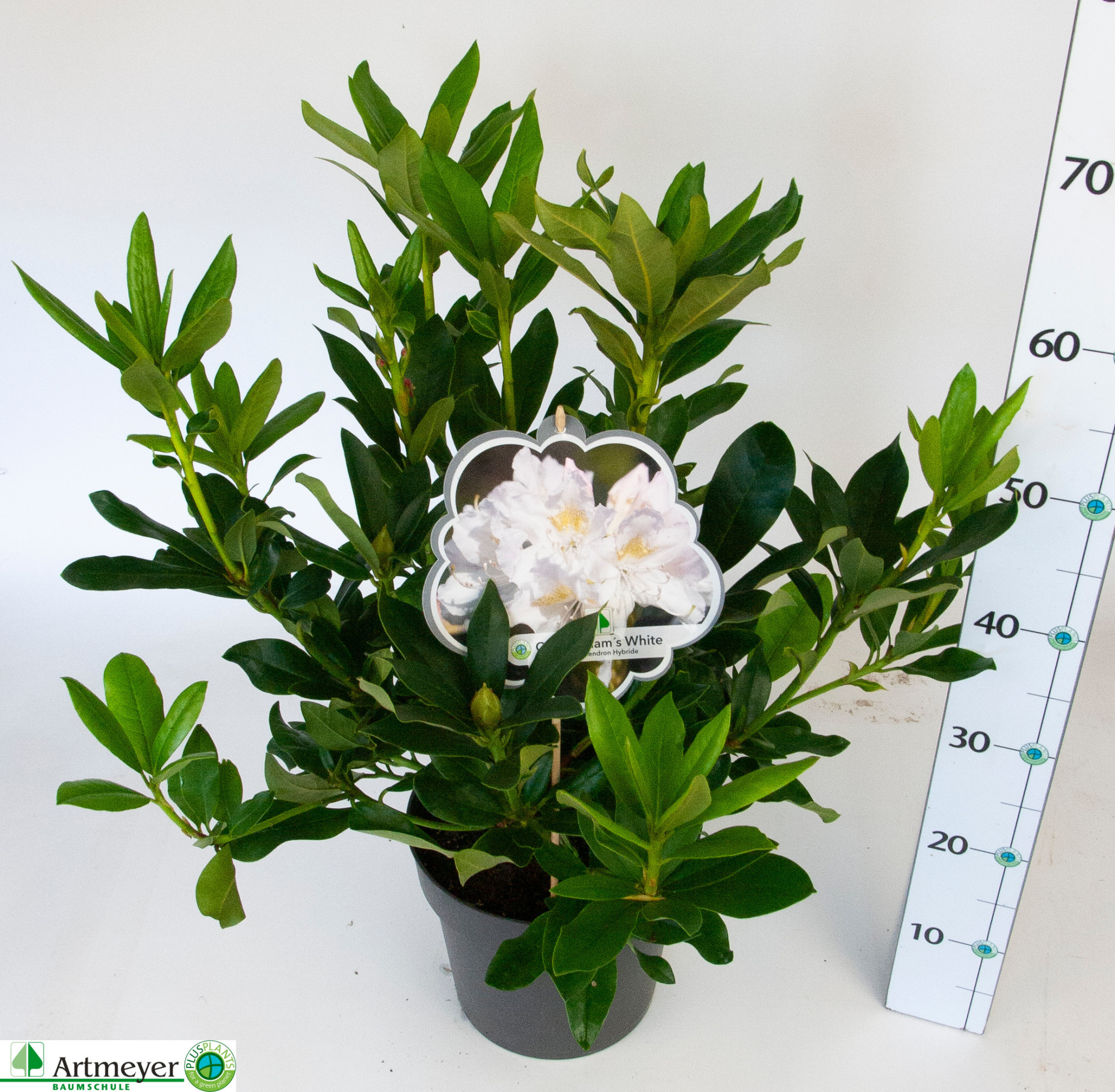 Rhododendron Cunninghams White T22, D 22 cm