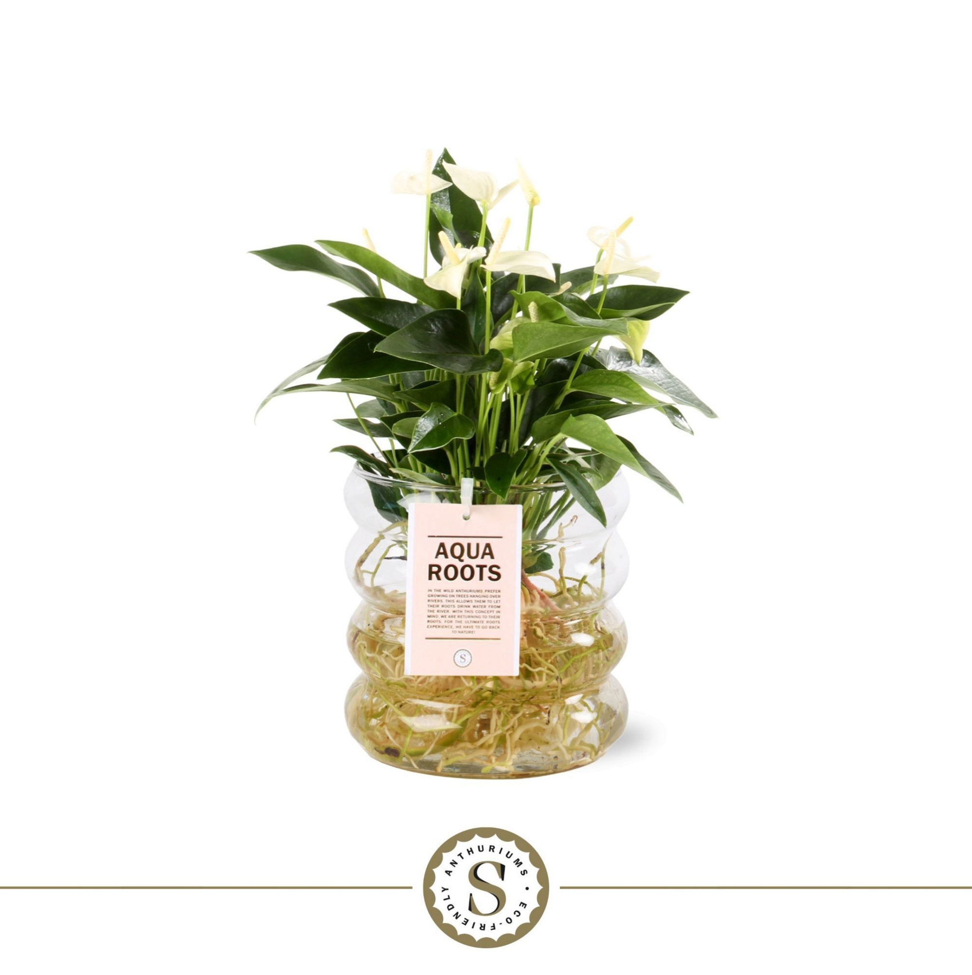 Aqua Roots Riccio glas White, D 12