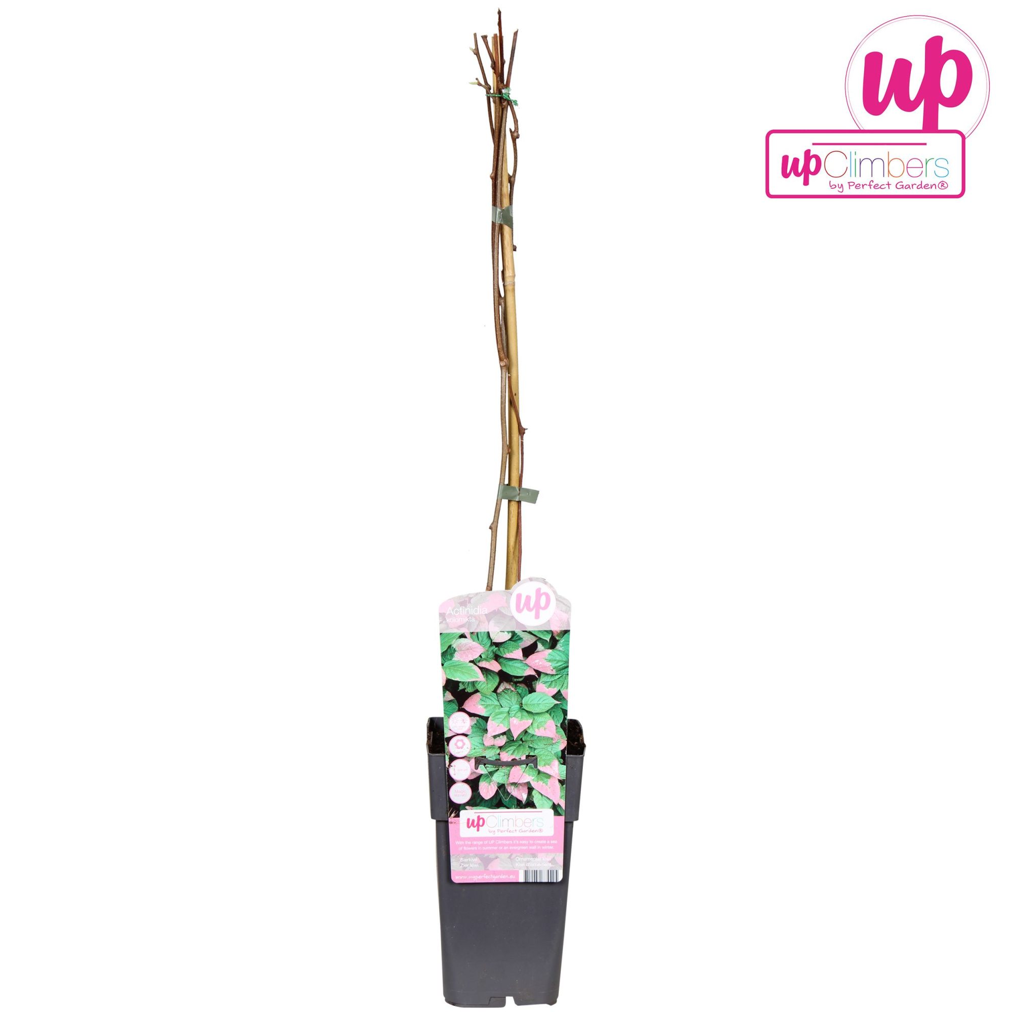 Actinidia kolomikta P15, D 15