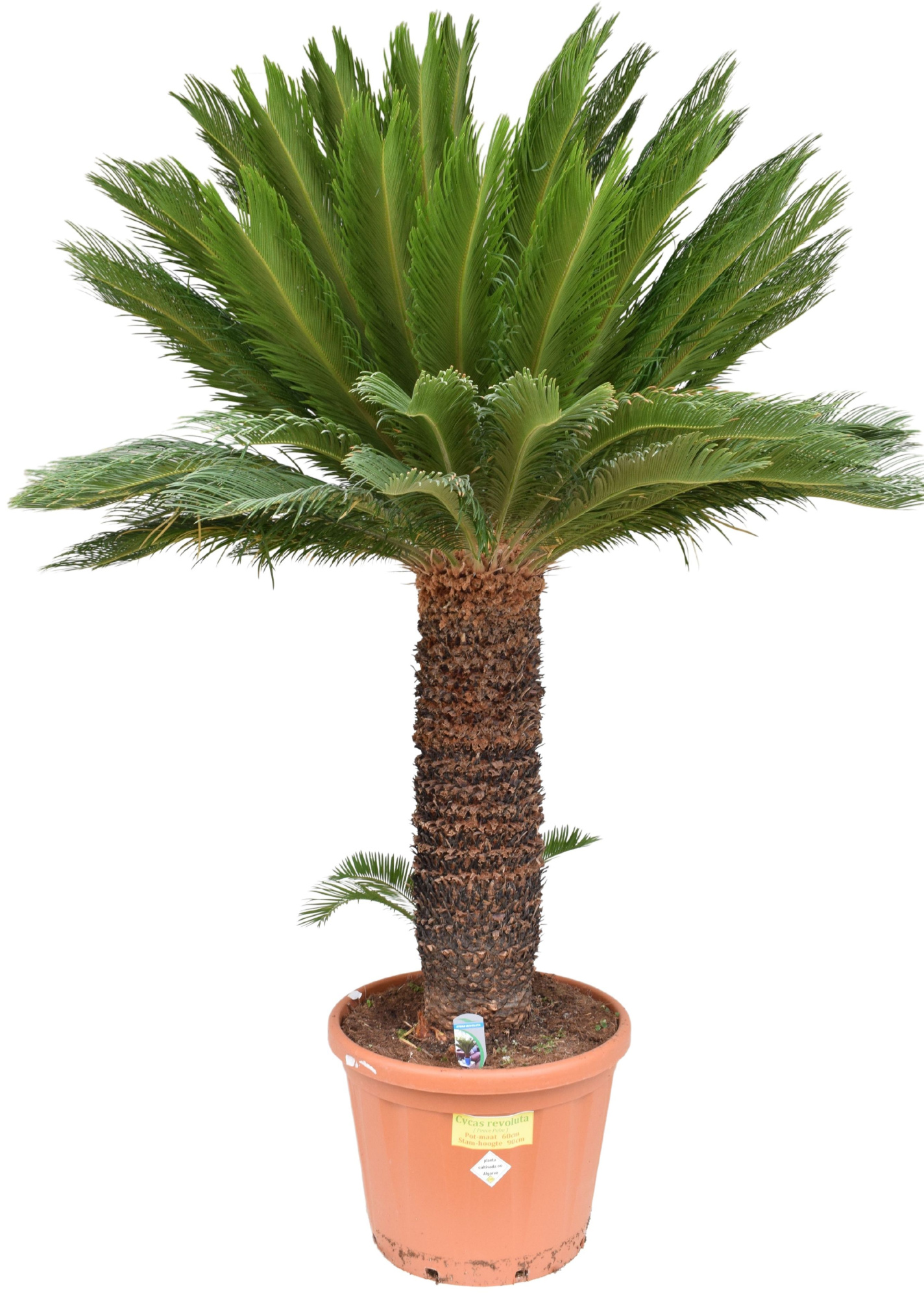 Cycas revoluta P60 ST90, D 60 cm