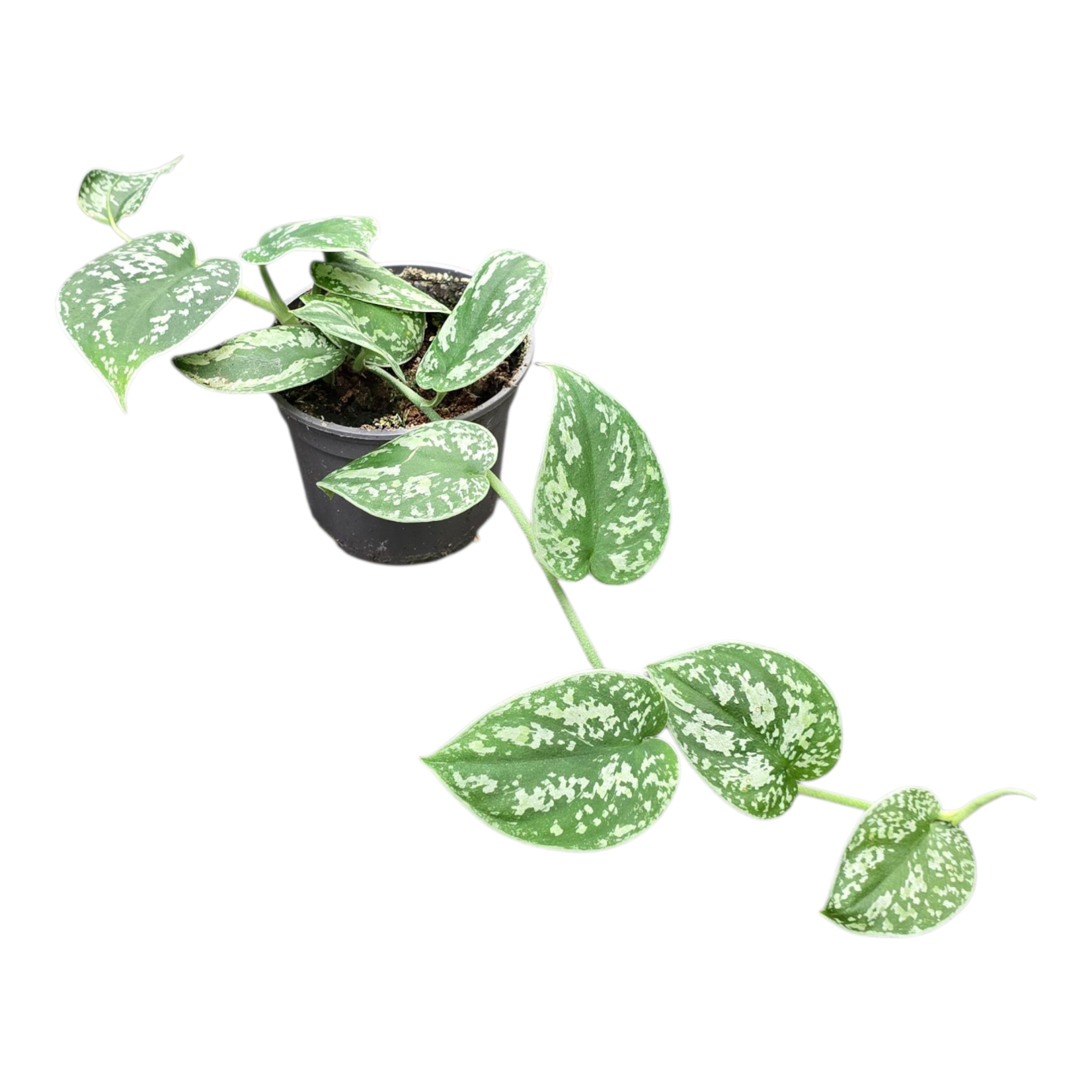 Scindapsus sp., D 9 cm