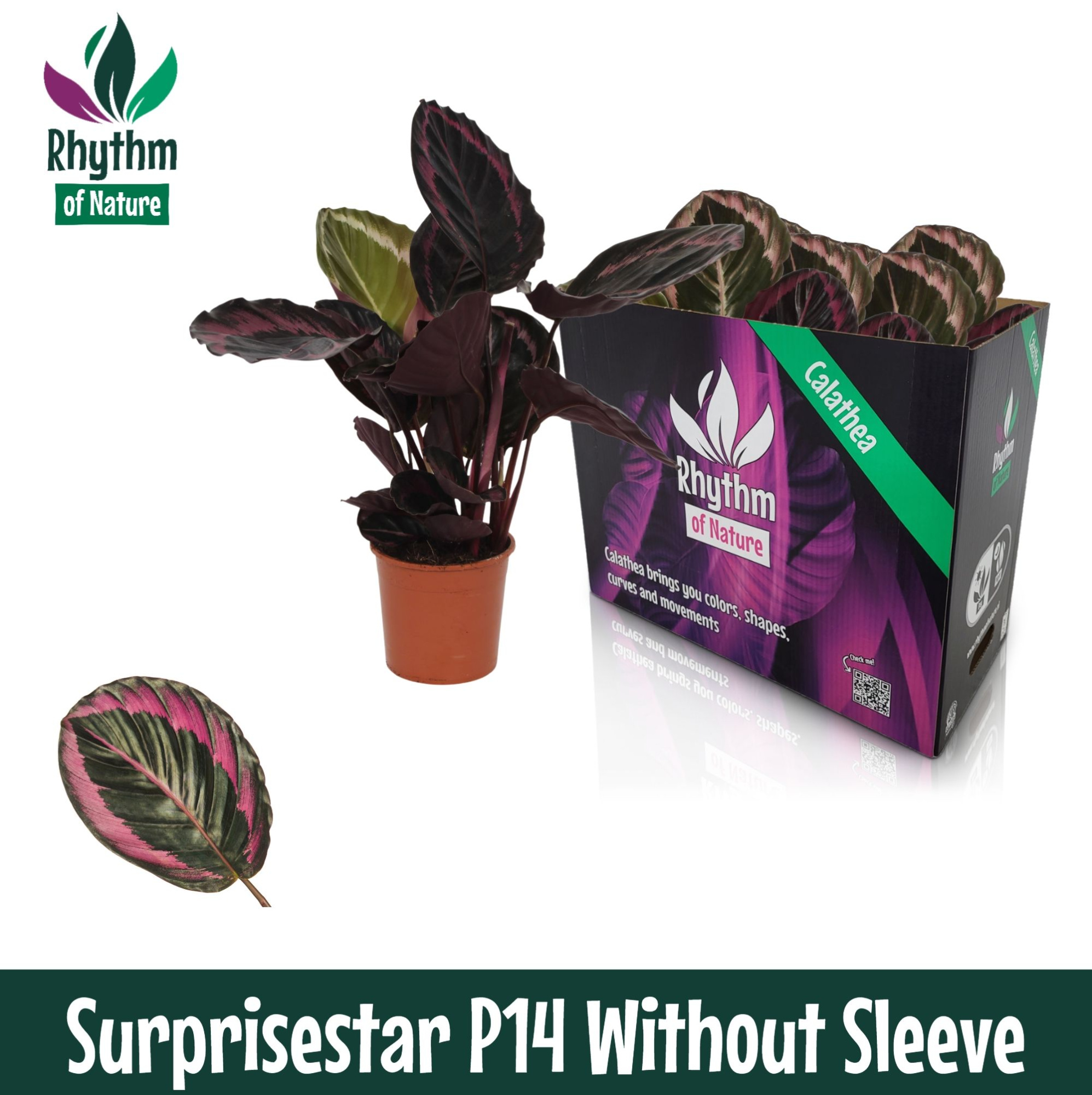 Calathea 14cm Surprisestar Rhythm of Nature zonder hoes, D 14 cm