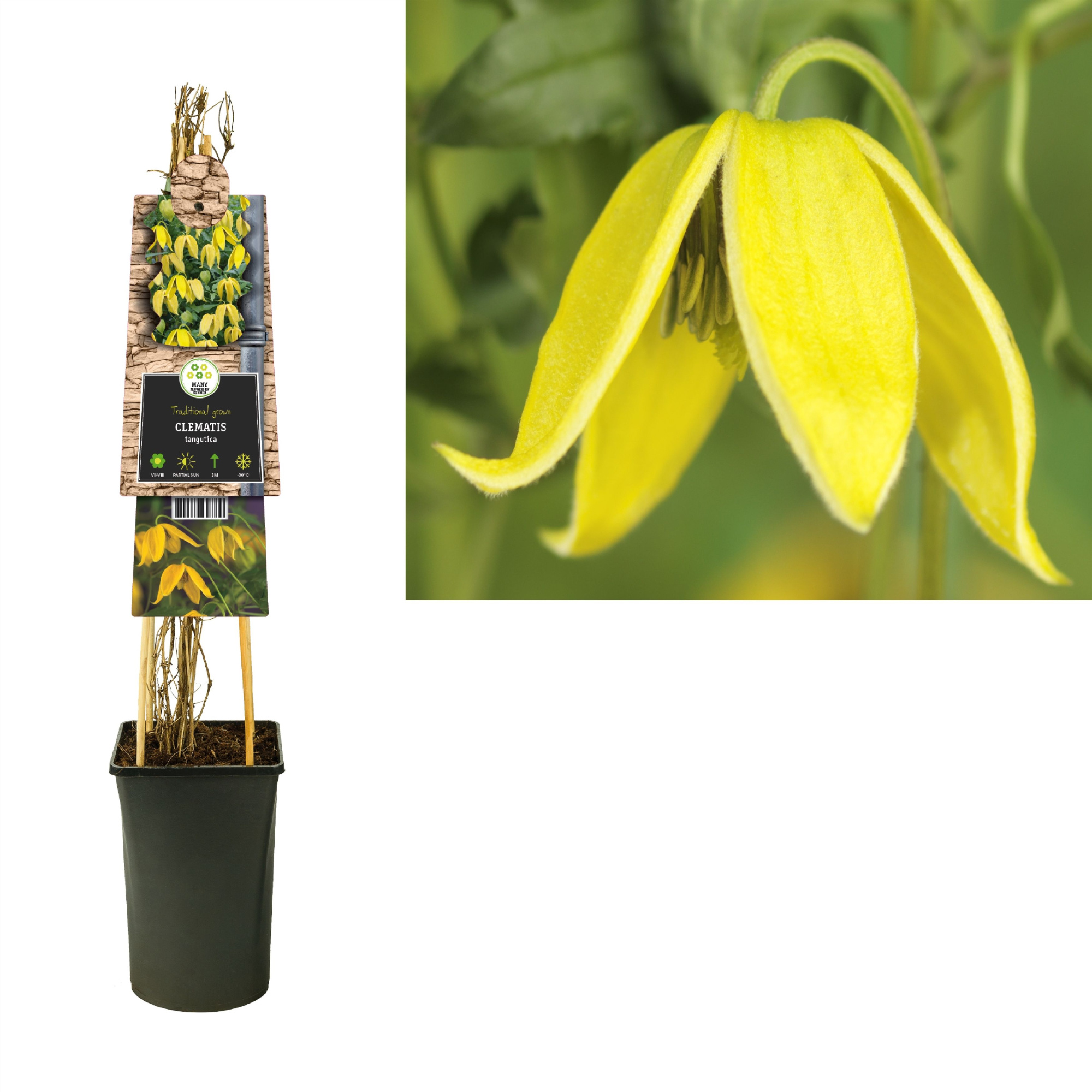 Clematis tangutica +3.0 label, D 17 cm