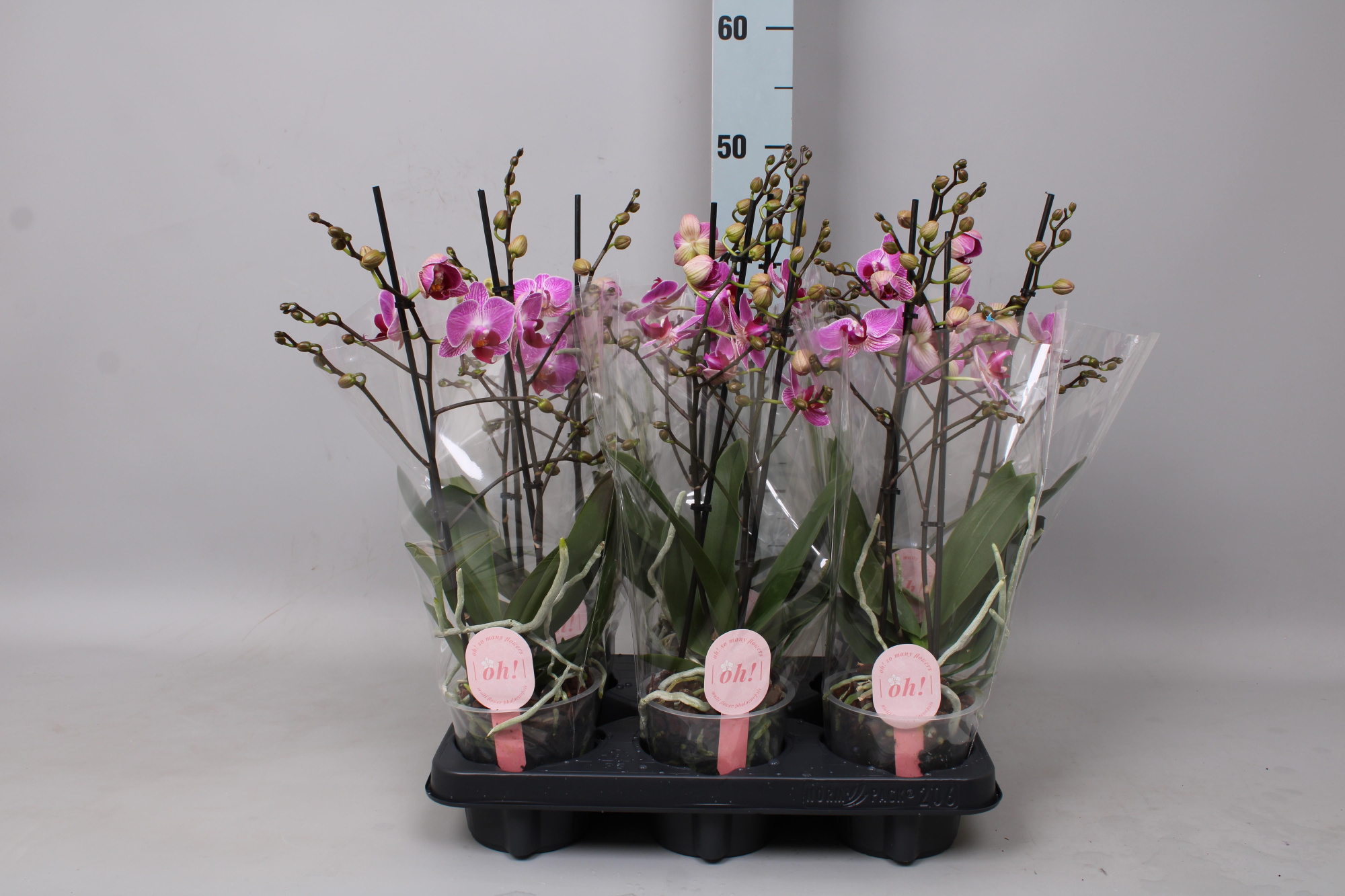 Phal. Multiflora "Violet" 2-tak, D 12